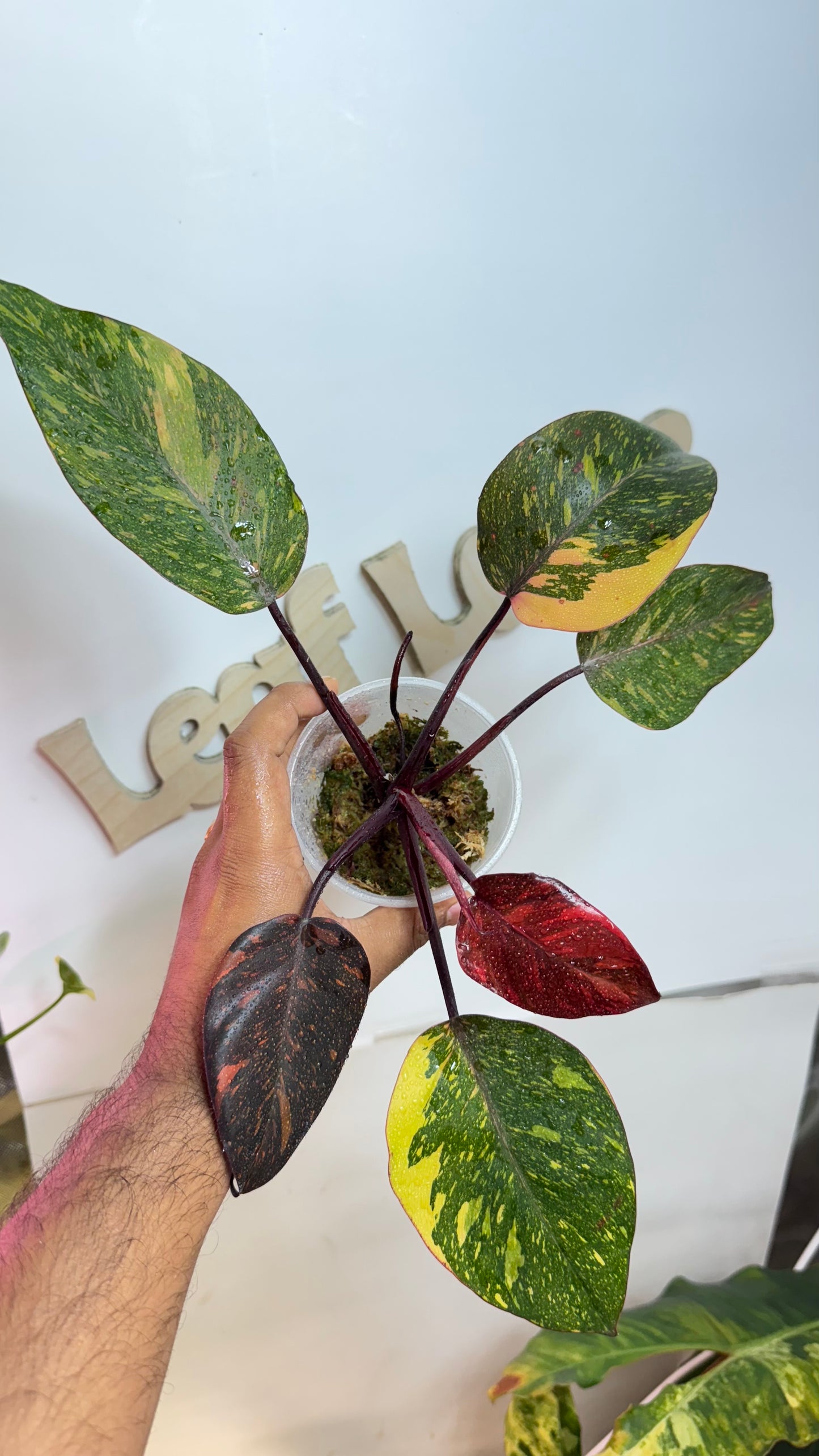 Philodendron Orange Princess Galaxy Variegated