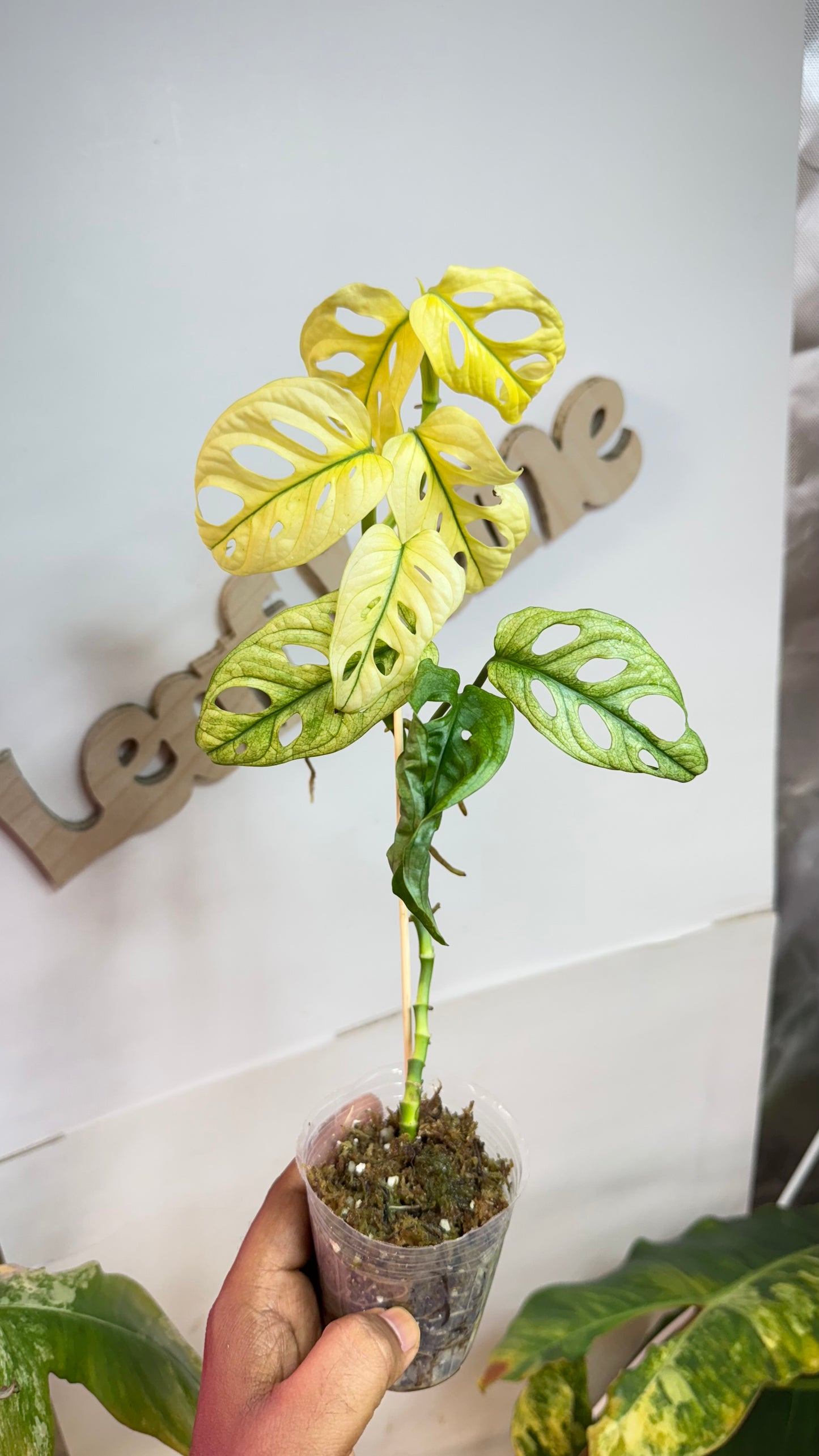 Monstera Adansonii Accuminata Mint Variegated