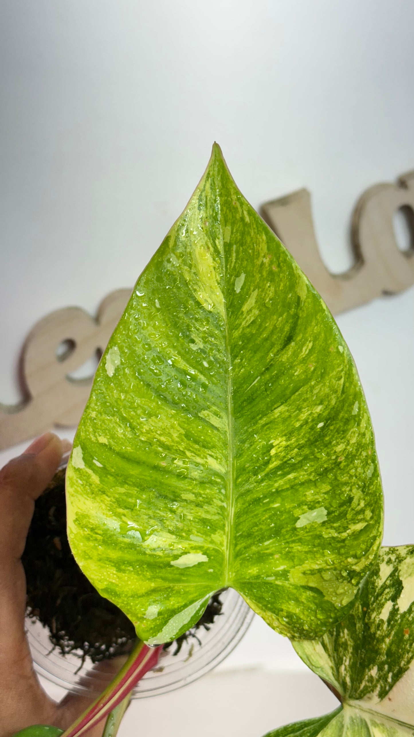 Philodendron Erubescens "White Princess Aurea'