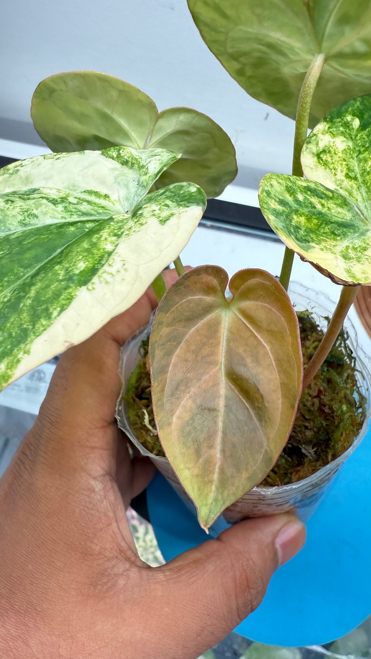 Anthurium Papillilaminum var x crystallinum