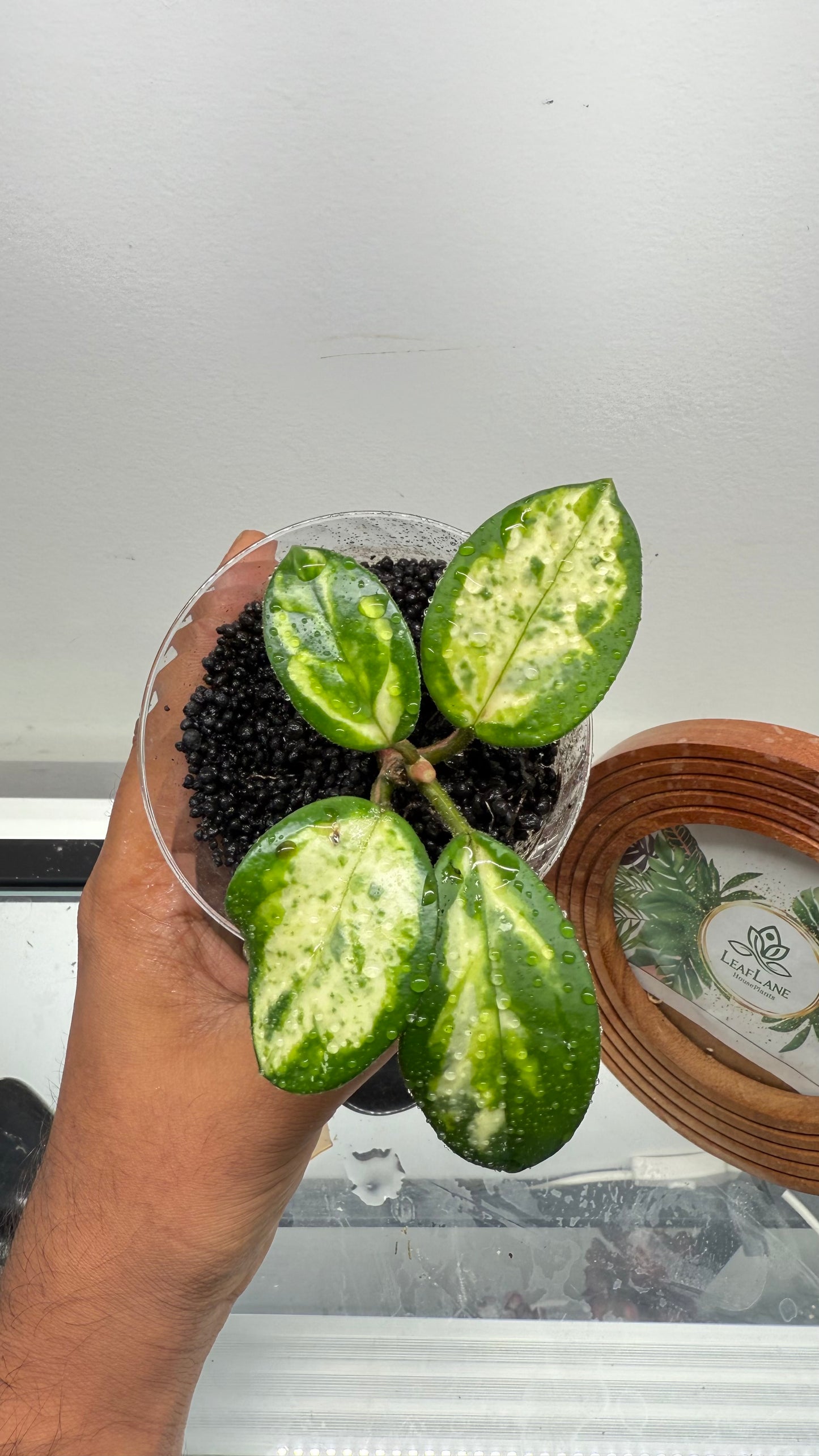 Hoya Carnosa Madara Green Edge