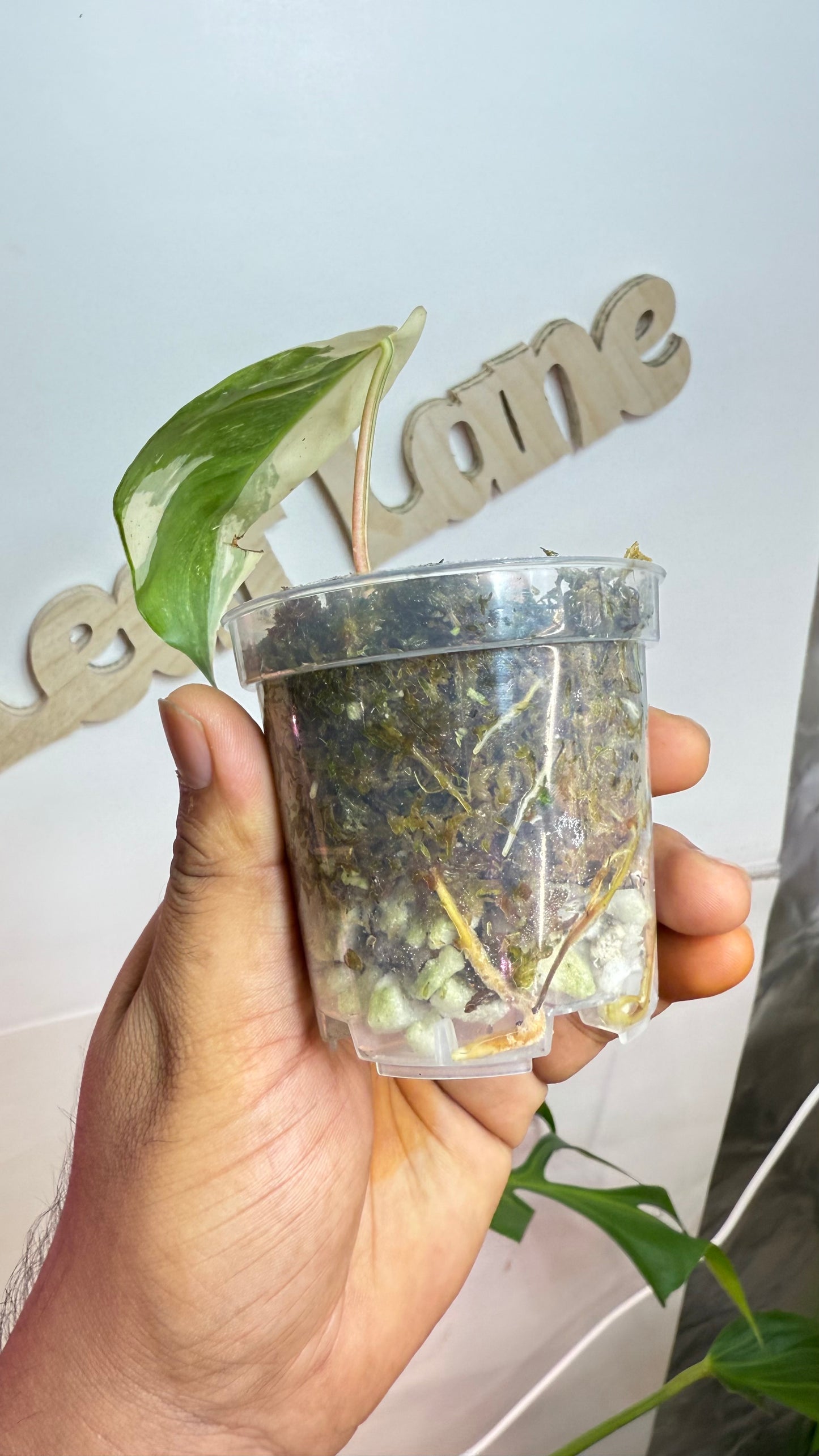 Philodendron Haderaceum HeartLeaf Albo