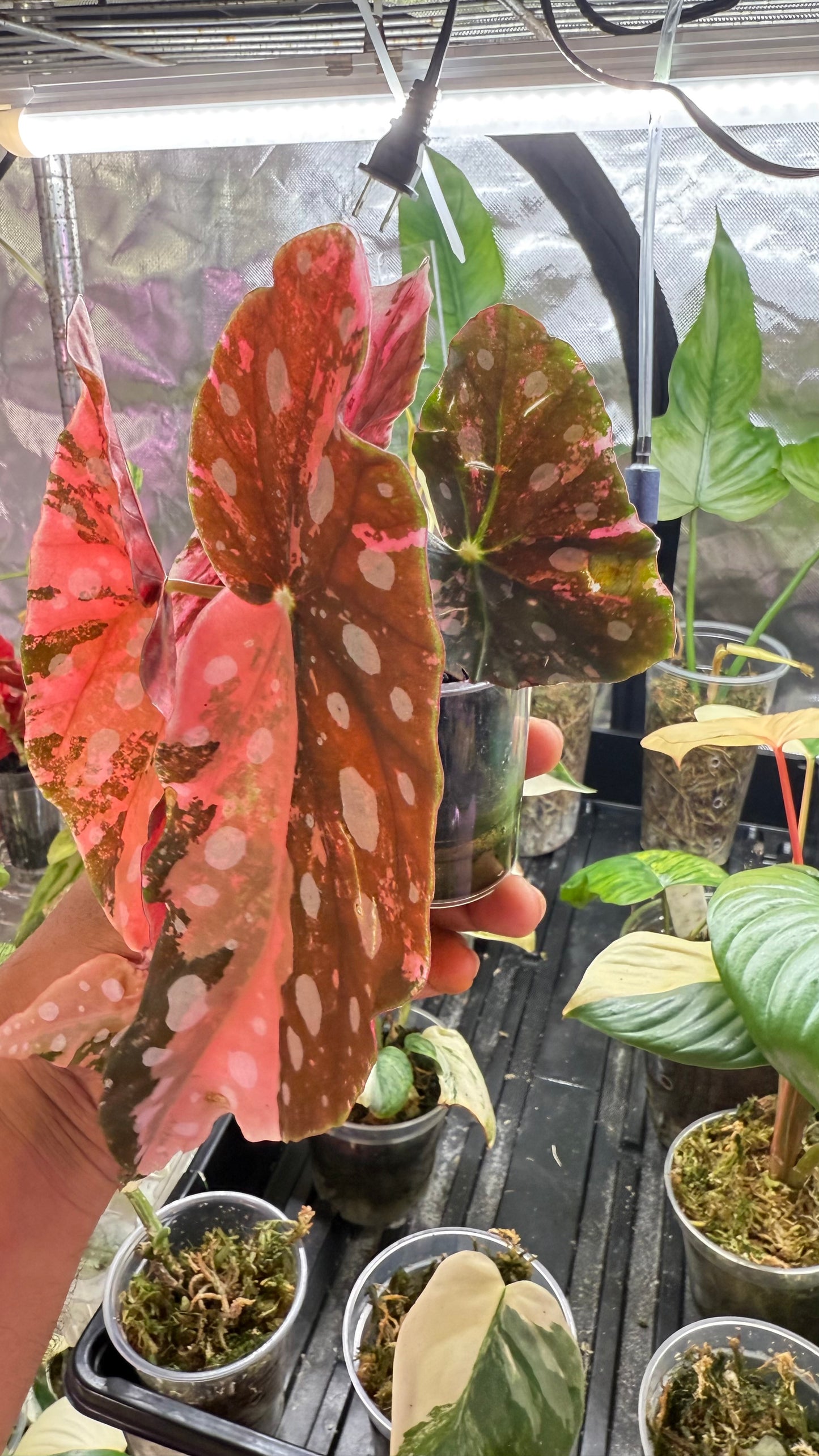 Begonia Maculata Pink Variegated
