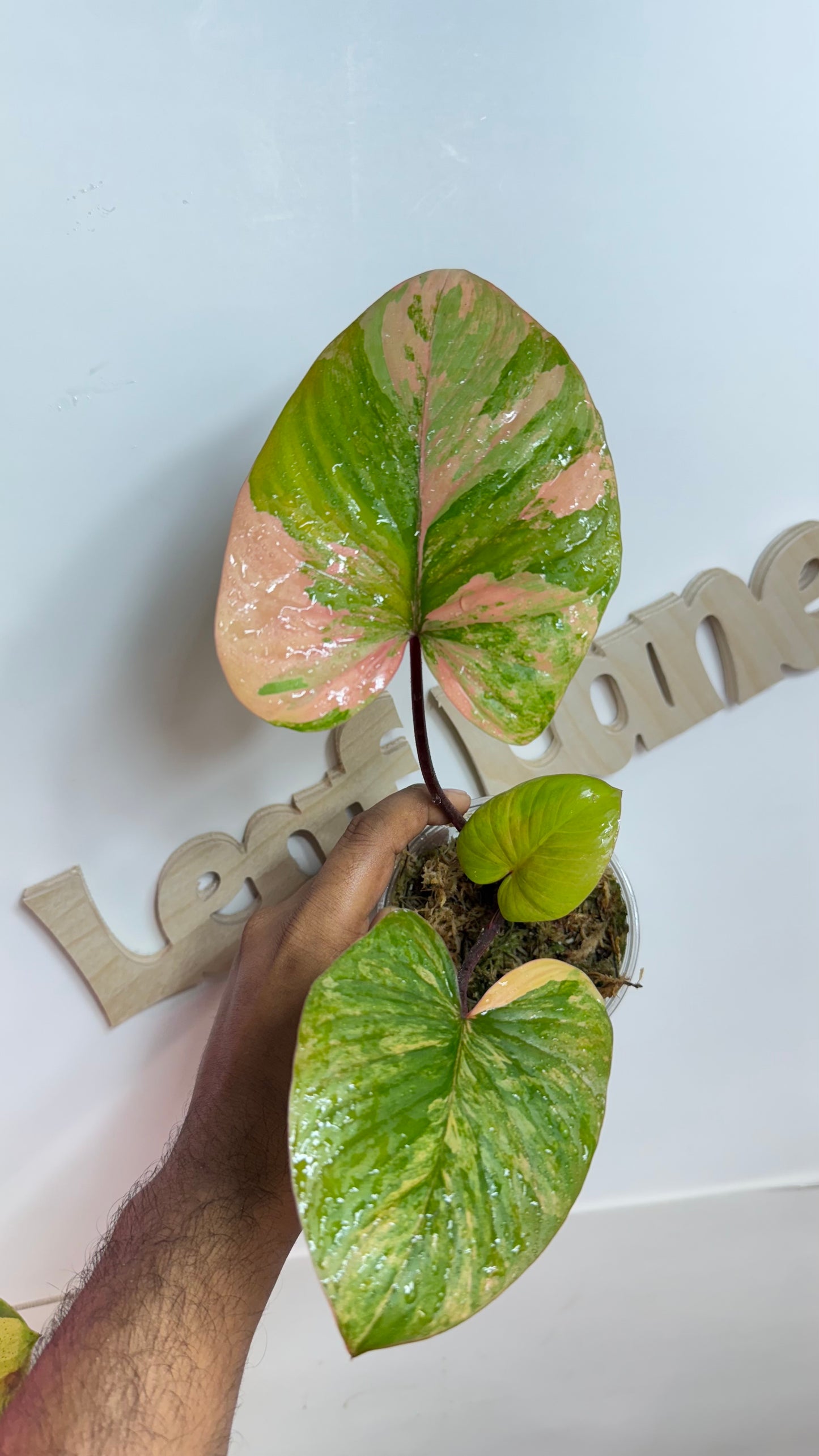 Homalomena Rubescens Variegated Pink
