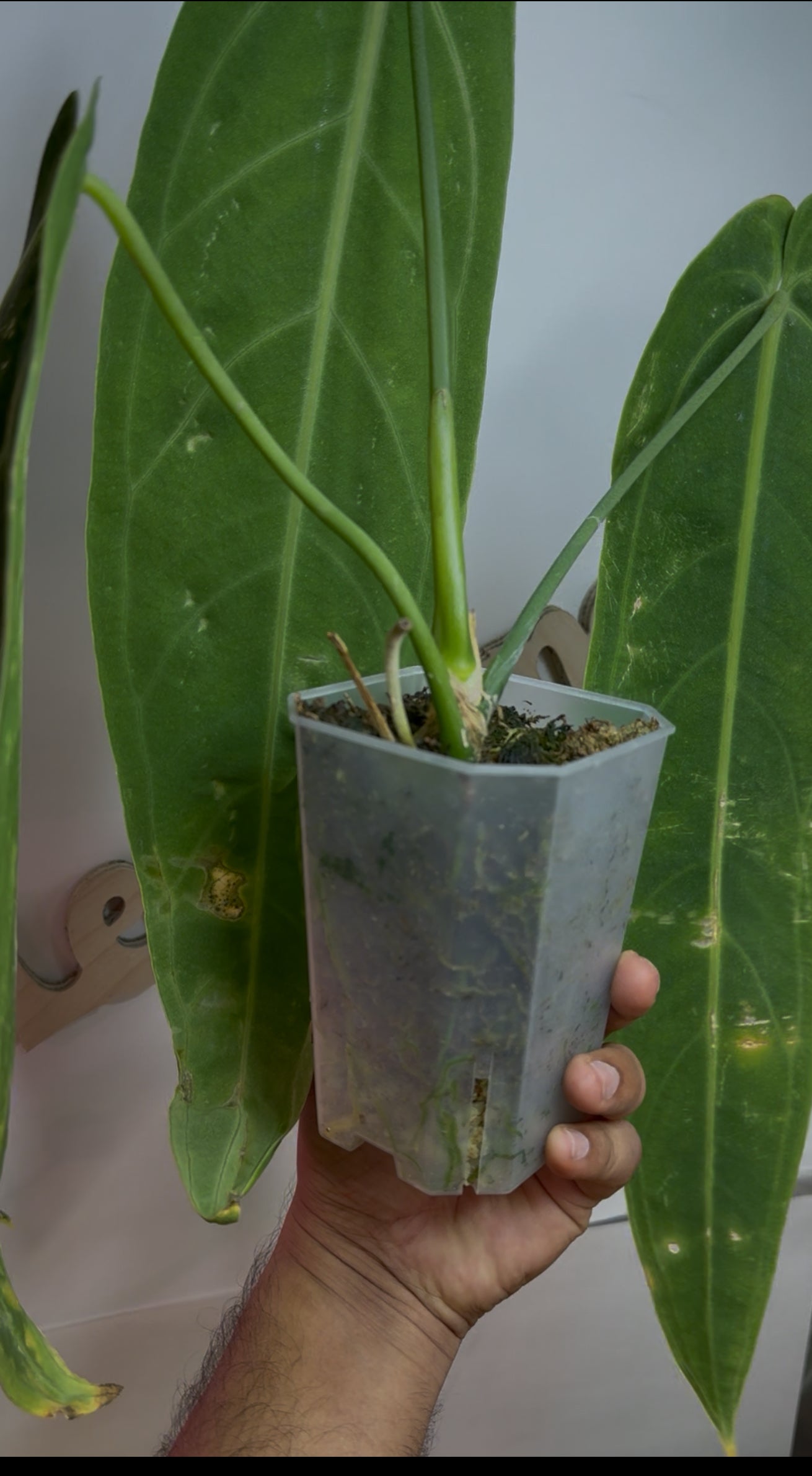 Anthurium warocqueanum