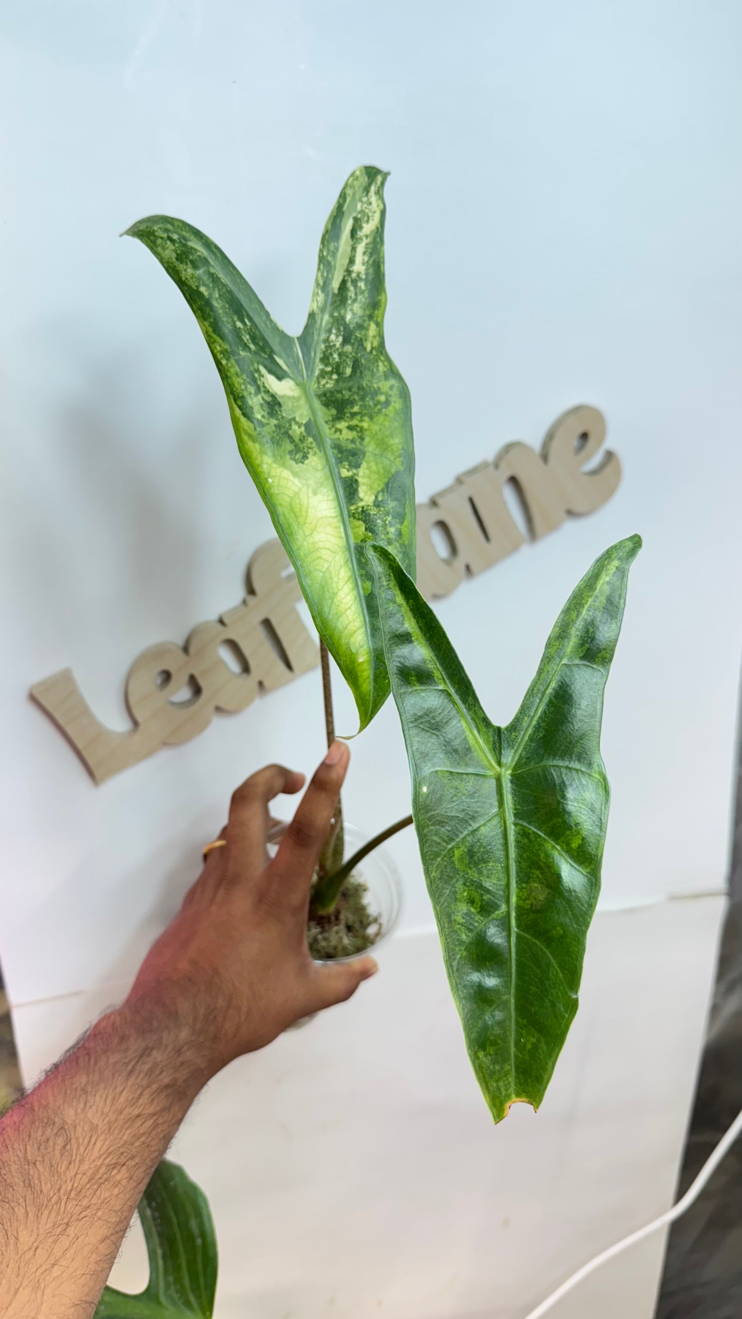 Alocasia Longiloba unique Variegated