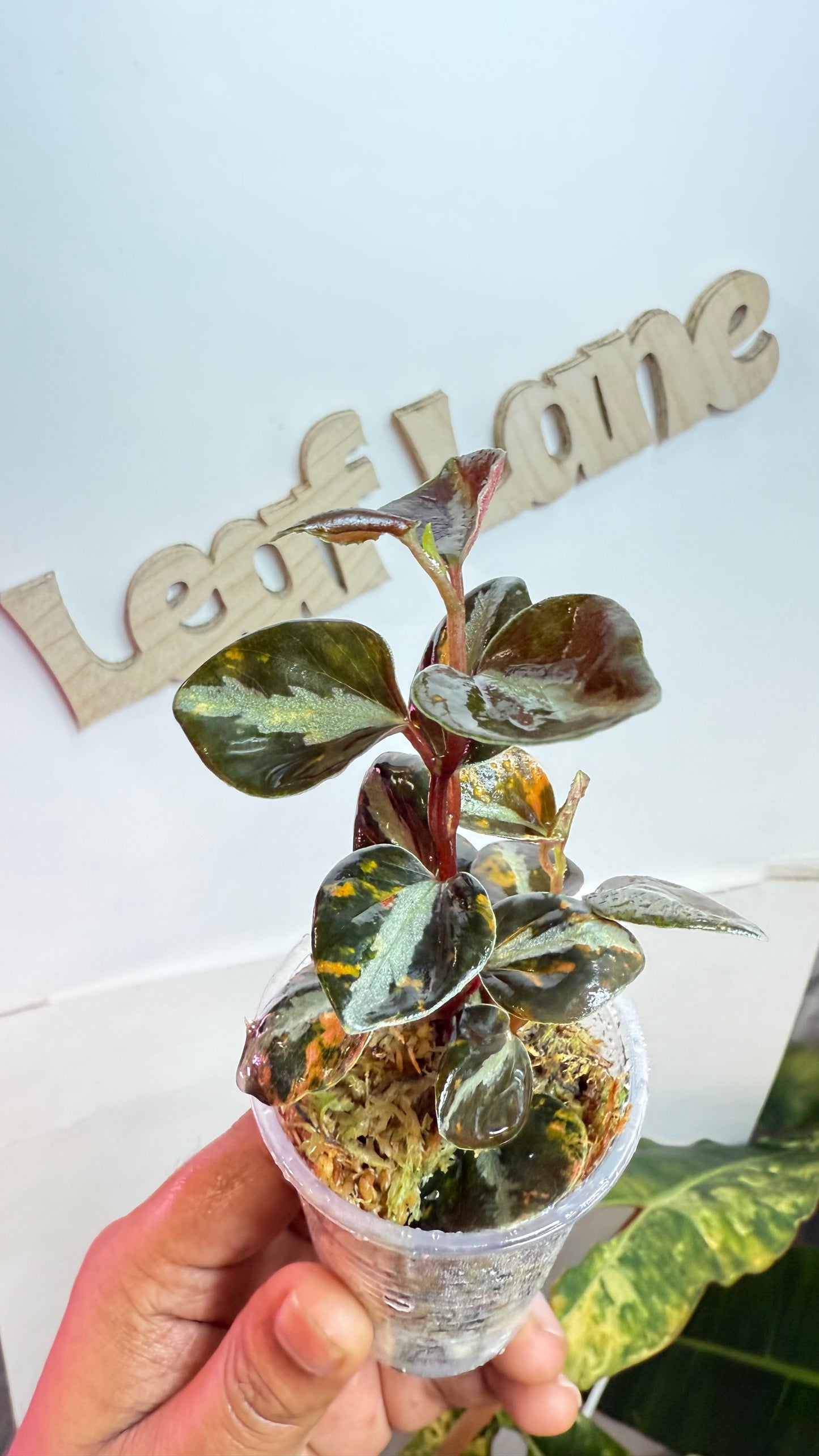 Peperomia Orange Mettalic