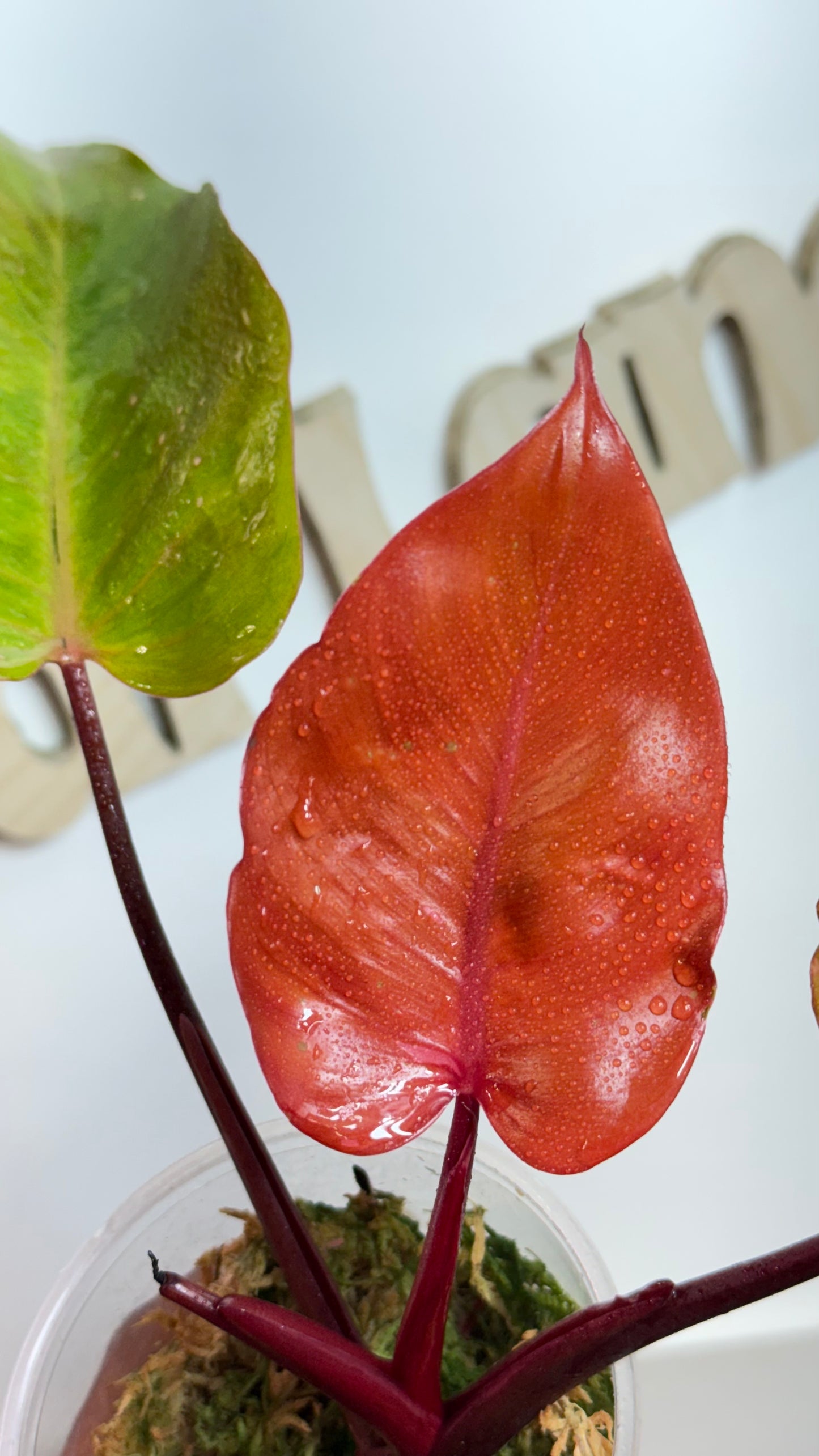 Philodendron 'Persimmon Princess' Variegated