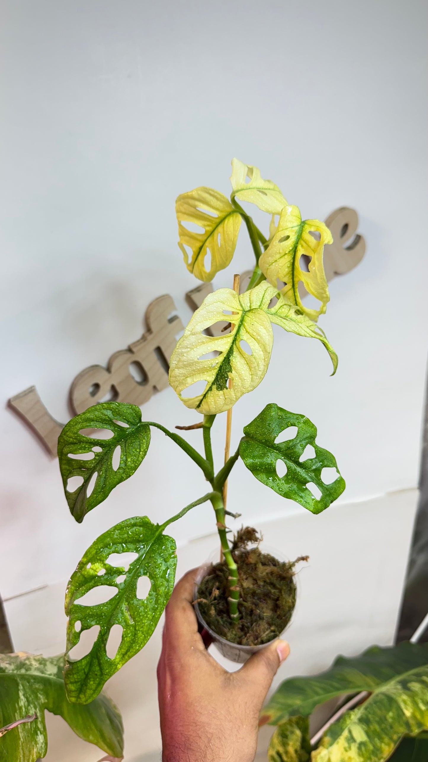 Monstera Adansonii Accuminata Mint Variegated
