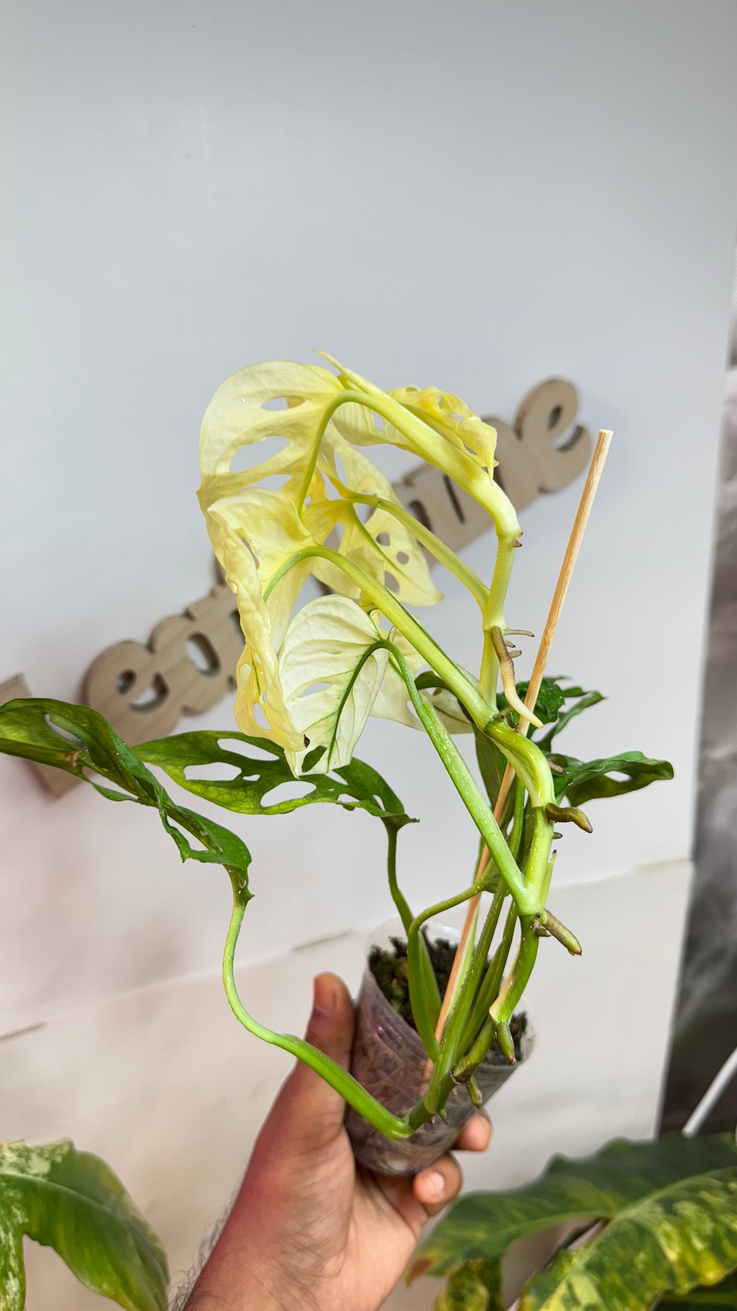 Monstera Adansonii Accuminata Mint Variegated