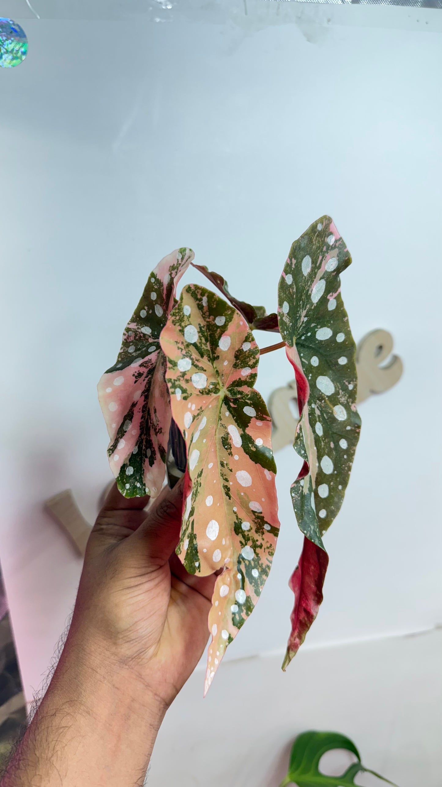 Begonia Maculata Pink Variegated