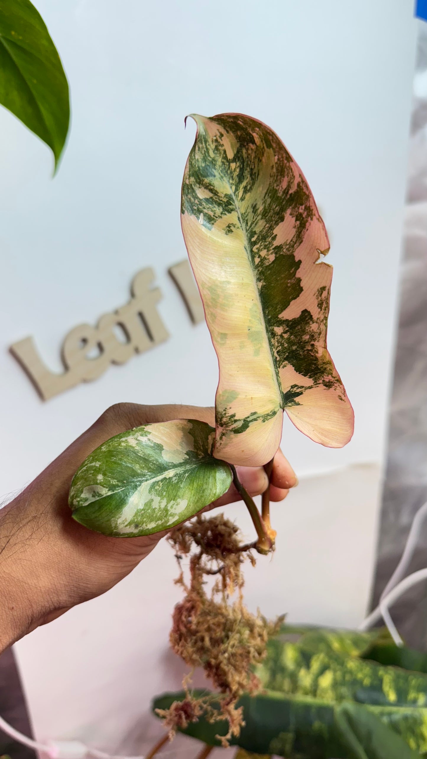 Philodendron Brown Beauty Variegated