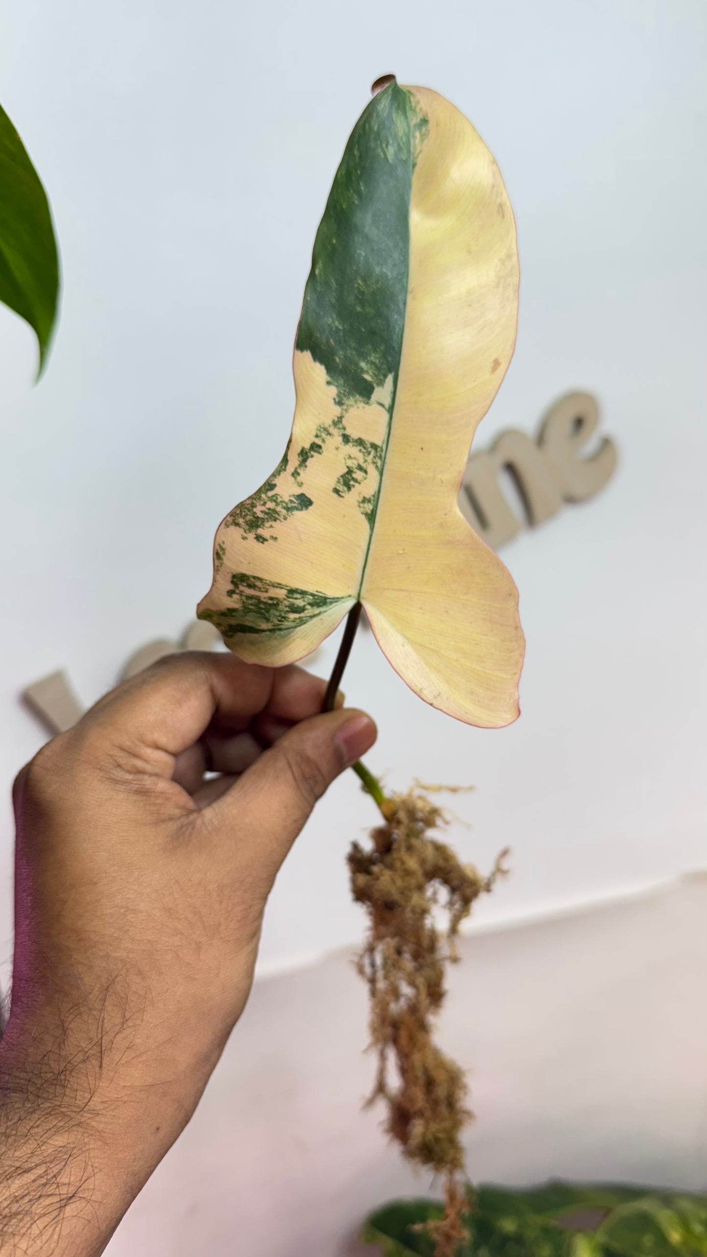 Philodendron Brown Beauty Variegated