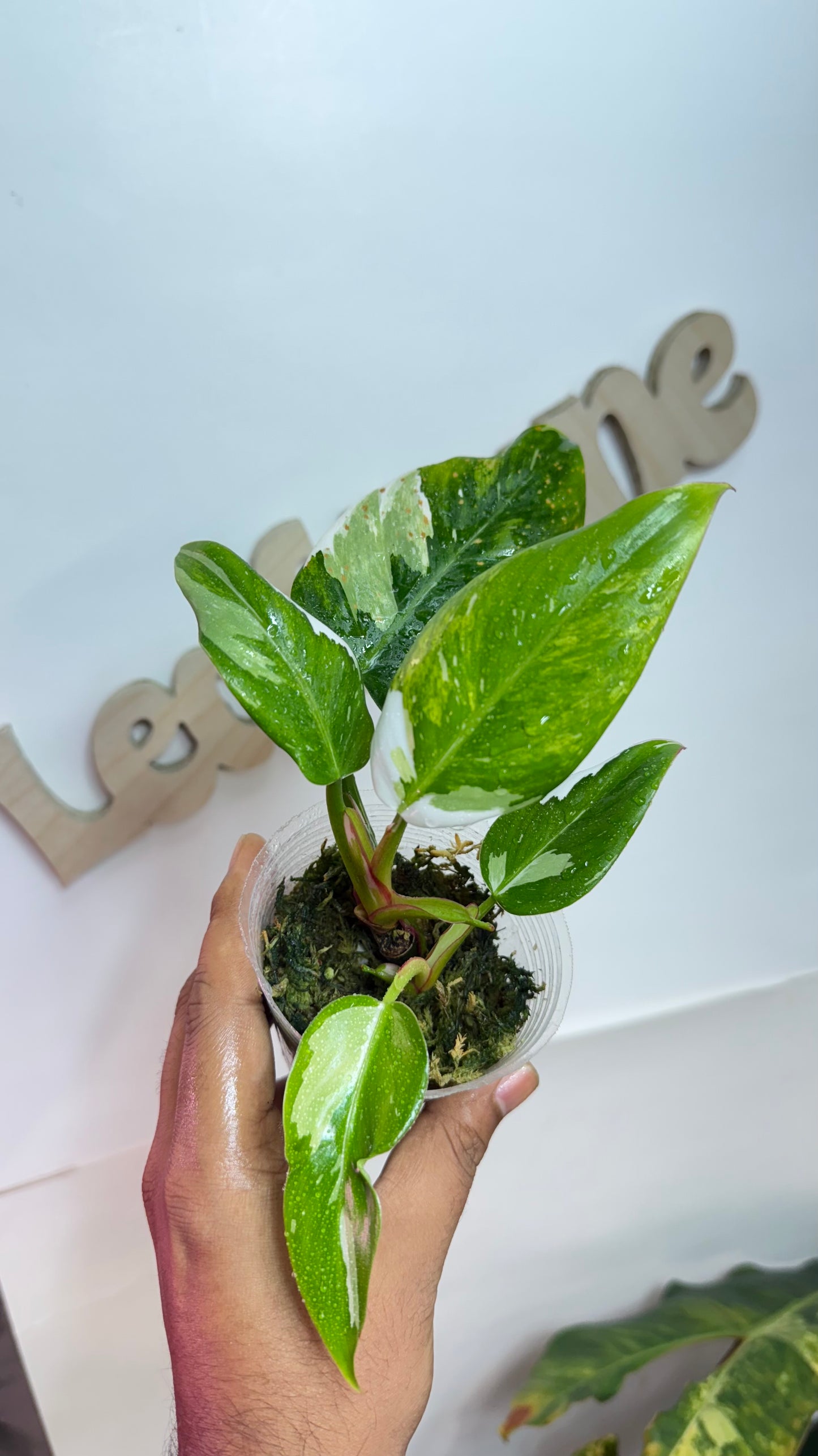 Philodendron Erubescens "White Princess Aurea'