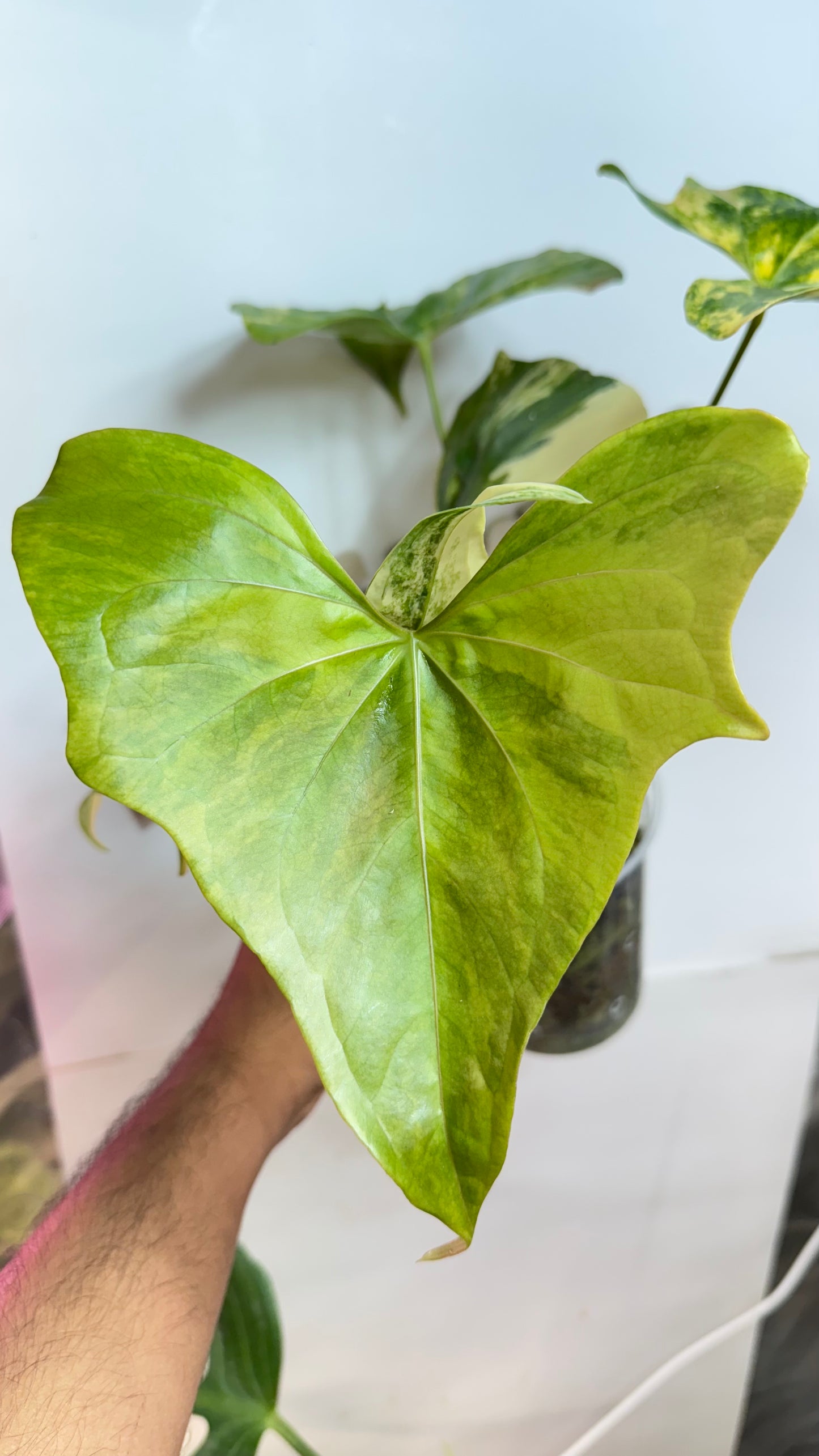 HUGE Anthurium Pterodactyl Variegated