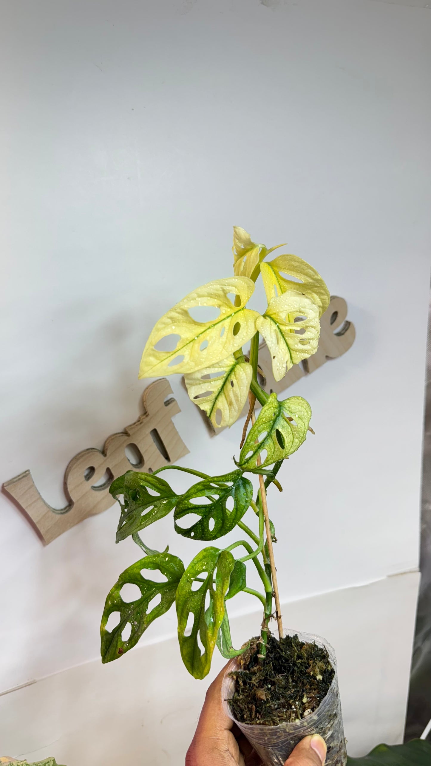 Monstera Adansonii Accuminata Mint Variegated