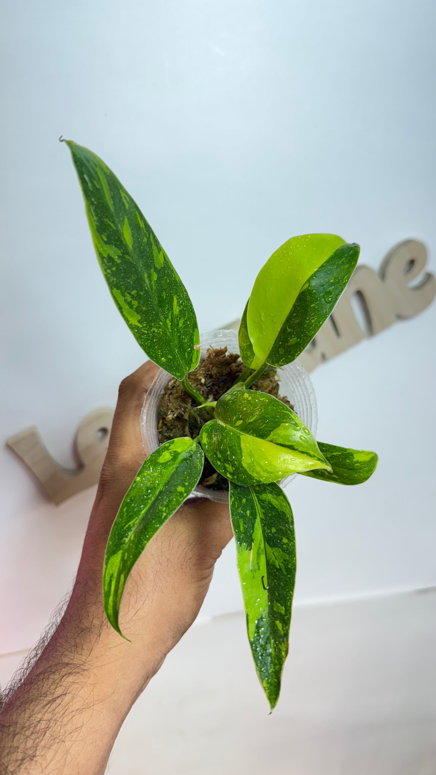 Philodendron 'Green Congo Nuclear' variegated
🌿Grower's choice🌿