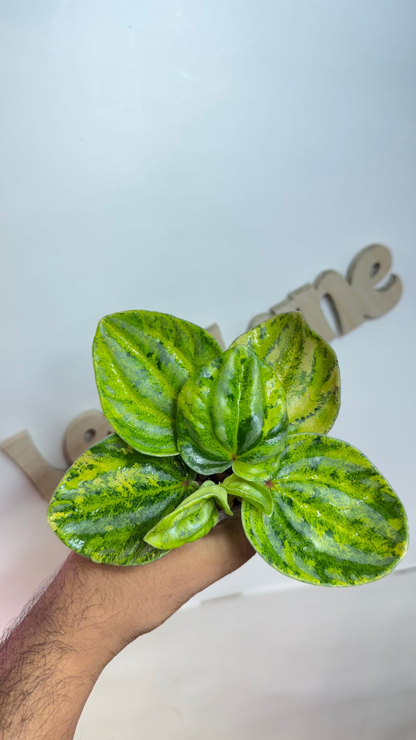 Peperomia Variegated Atomic Flame