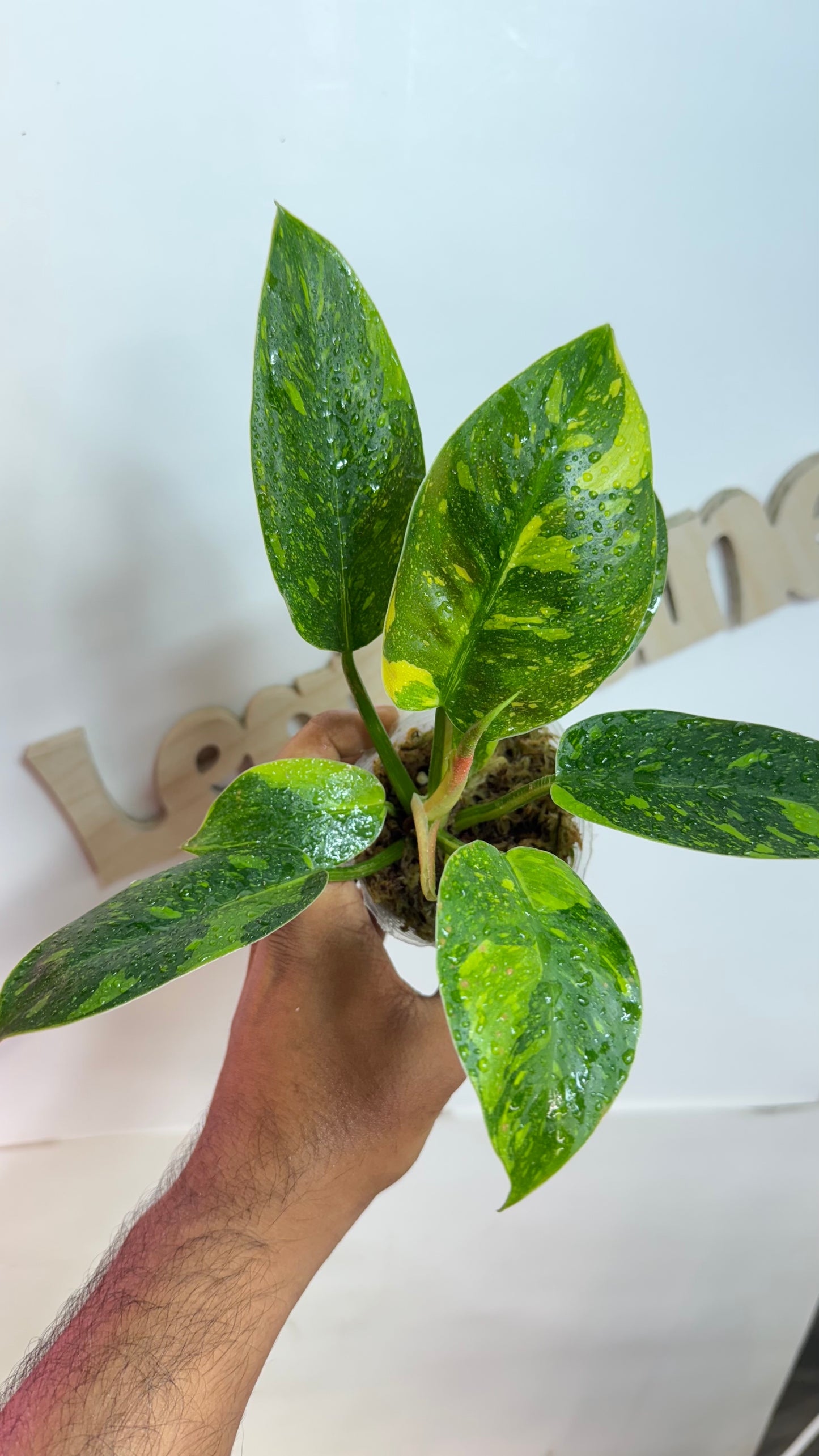 Philodendron 'Green Congo Nuclear' variegated
🌿Grower's choice🌿