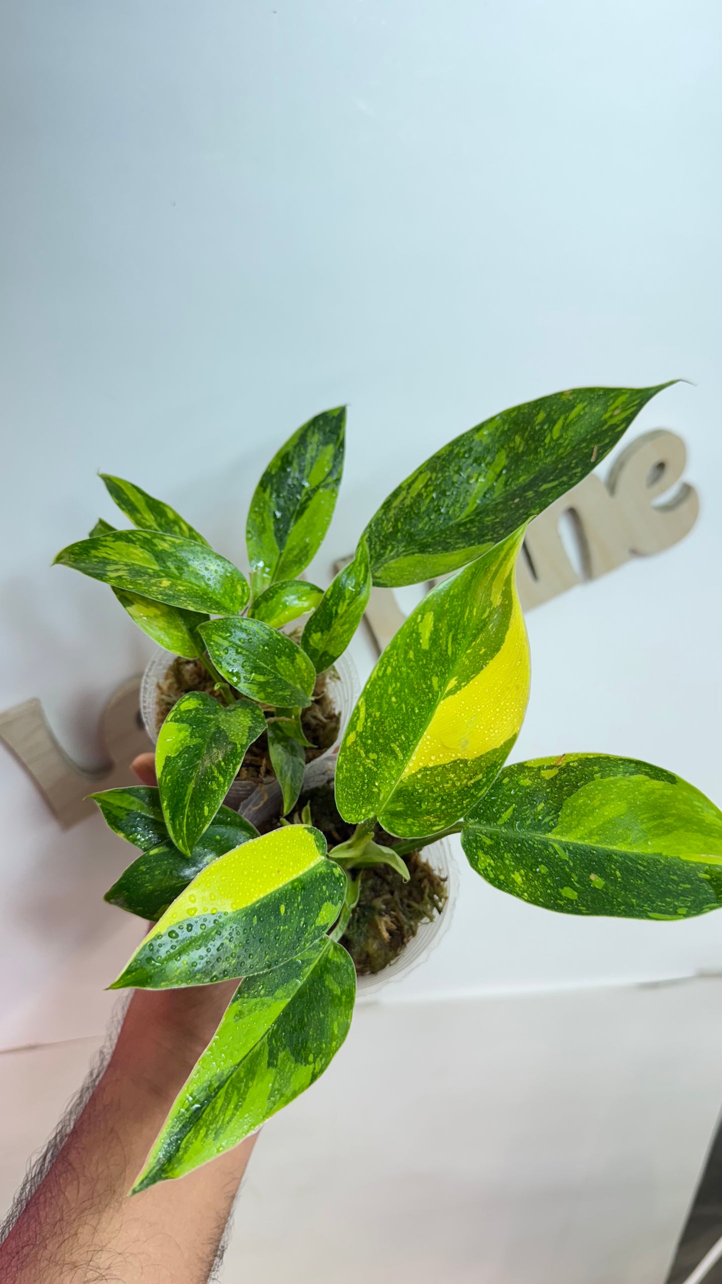 Philodendron 'Green Congo Nuclear' variegated
🌿Grower's choice🌿