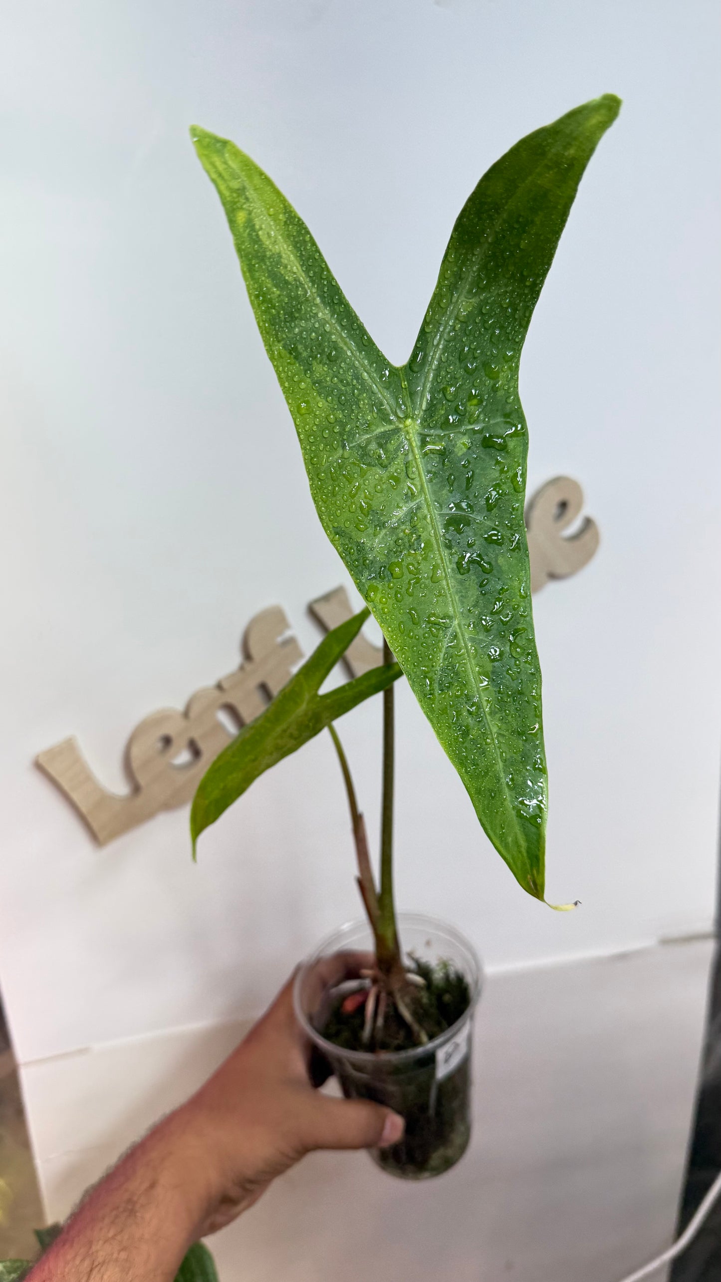 Alocasia Longiloba unique Variegated