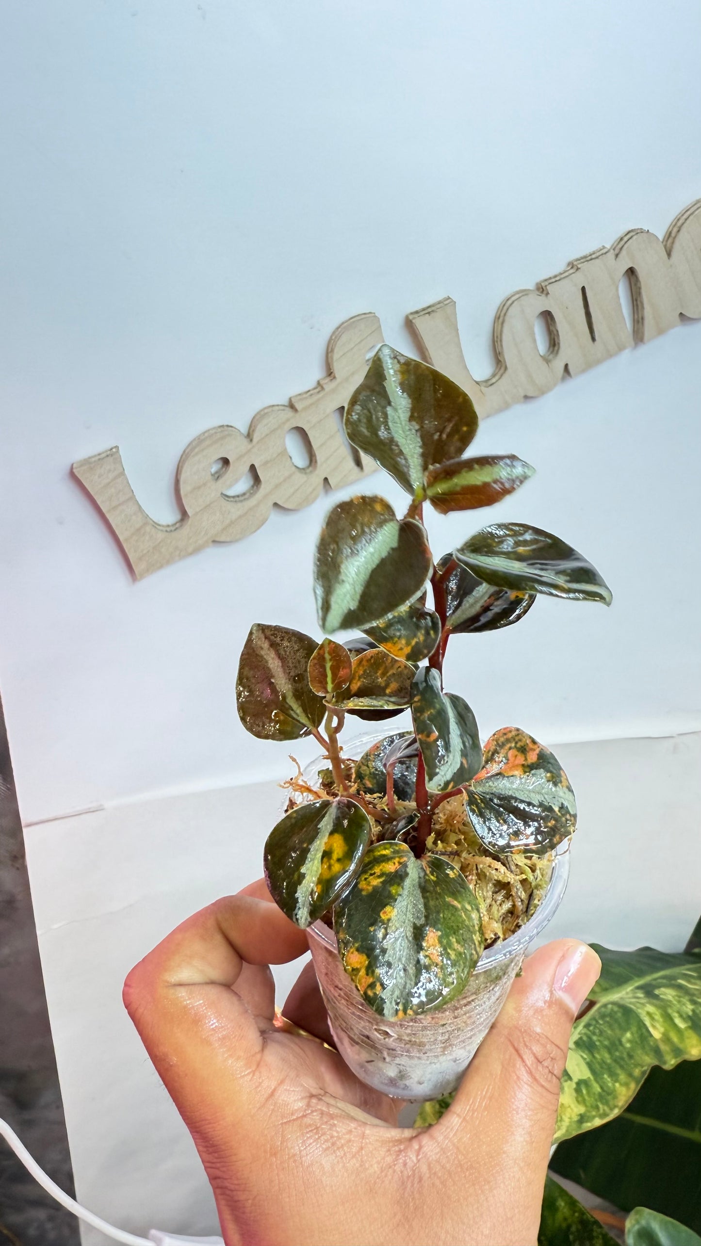 Peperomia Orange Mettalic