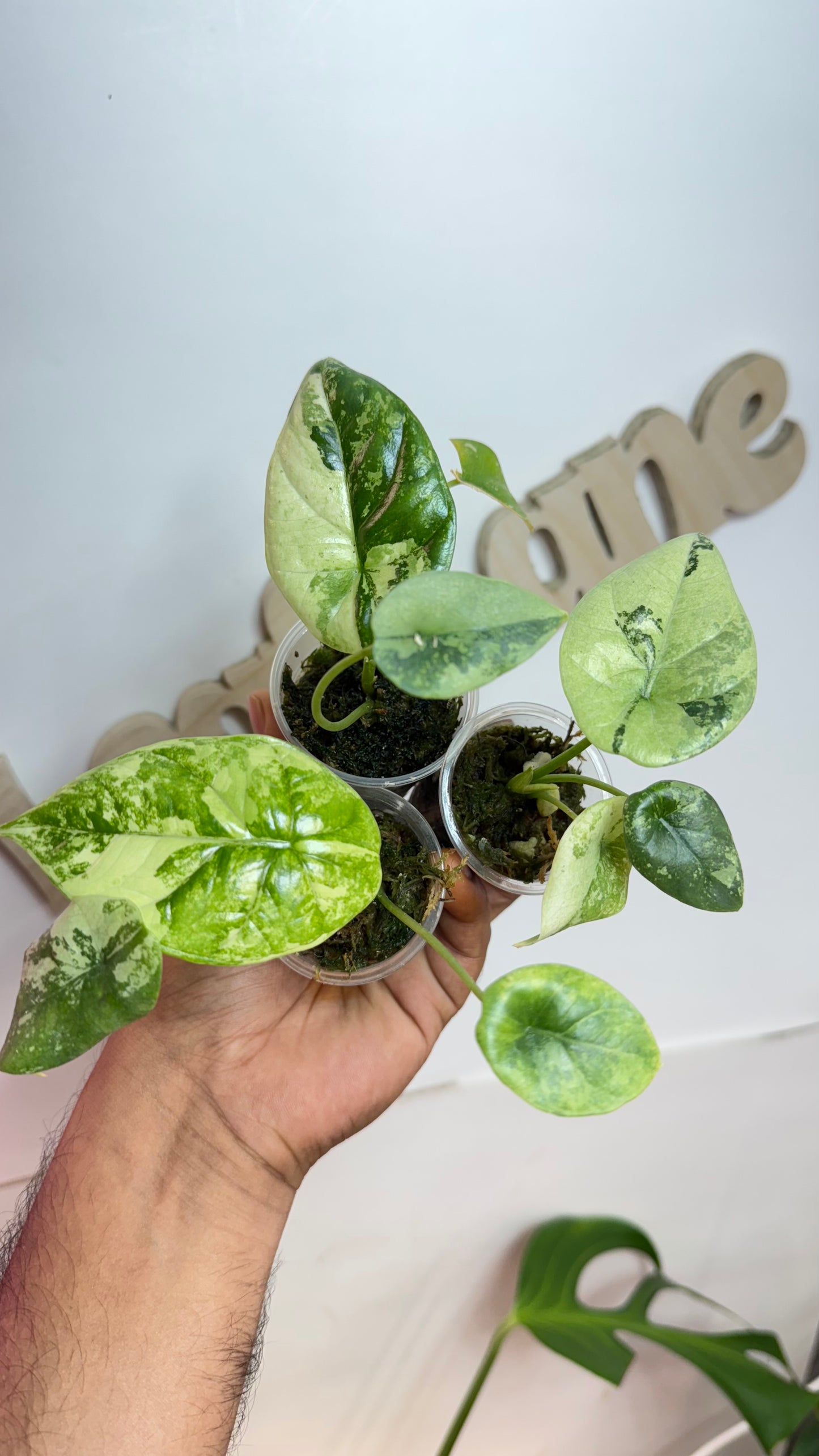 Alocasia Sinuata ‘Quilted Dream’ Variegated🌿Grower Choice🌿