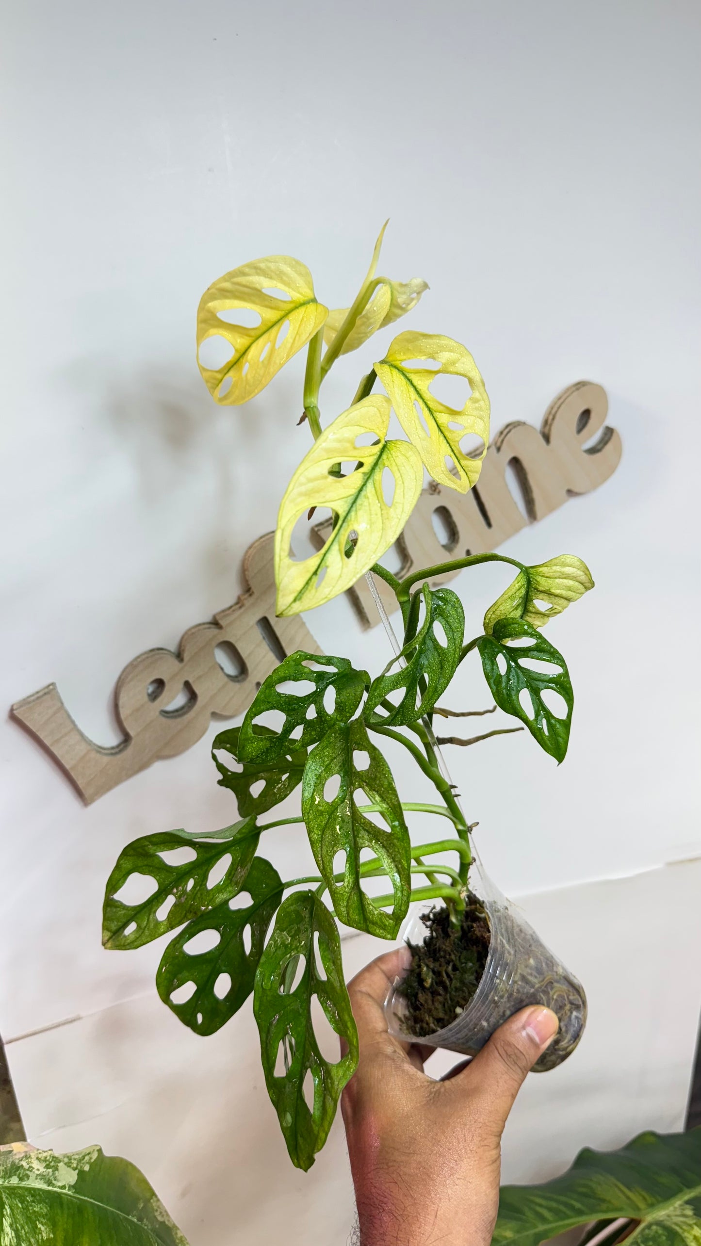 Monstera Adansonii Accuminata Mint Variegated