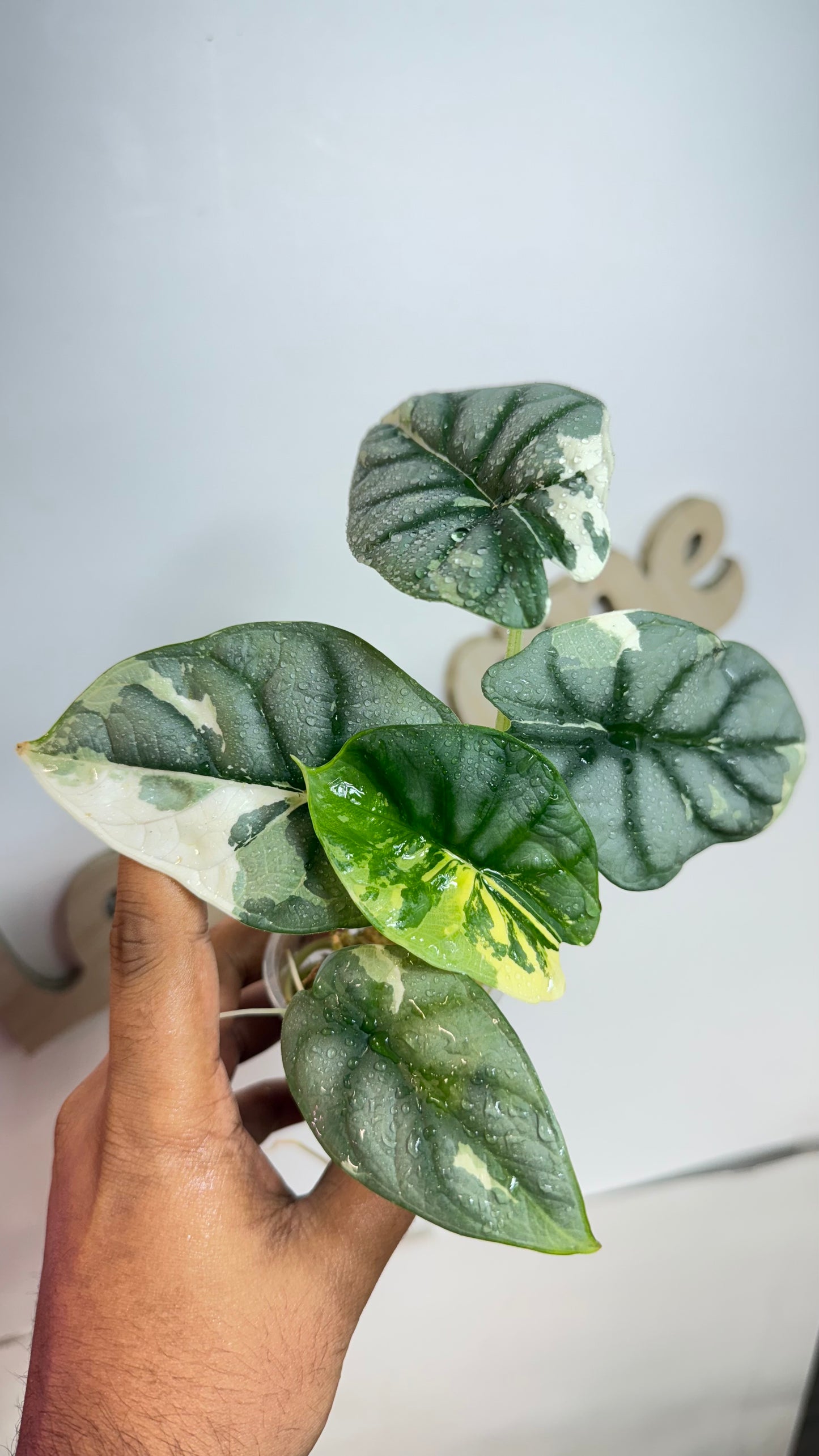 Alocasia Silver Dragon Albo 🌿Mama Size 🌿