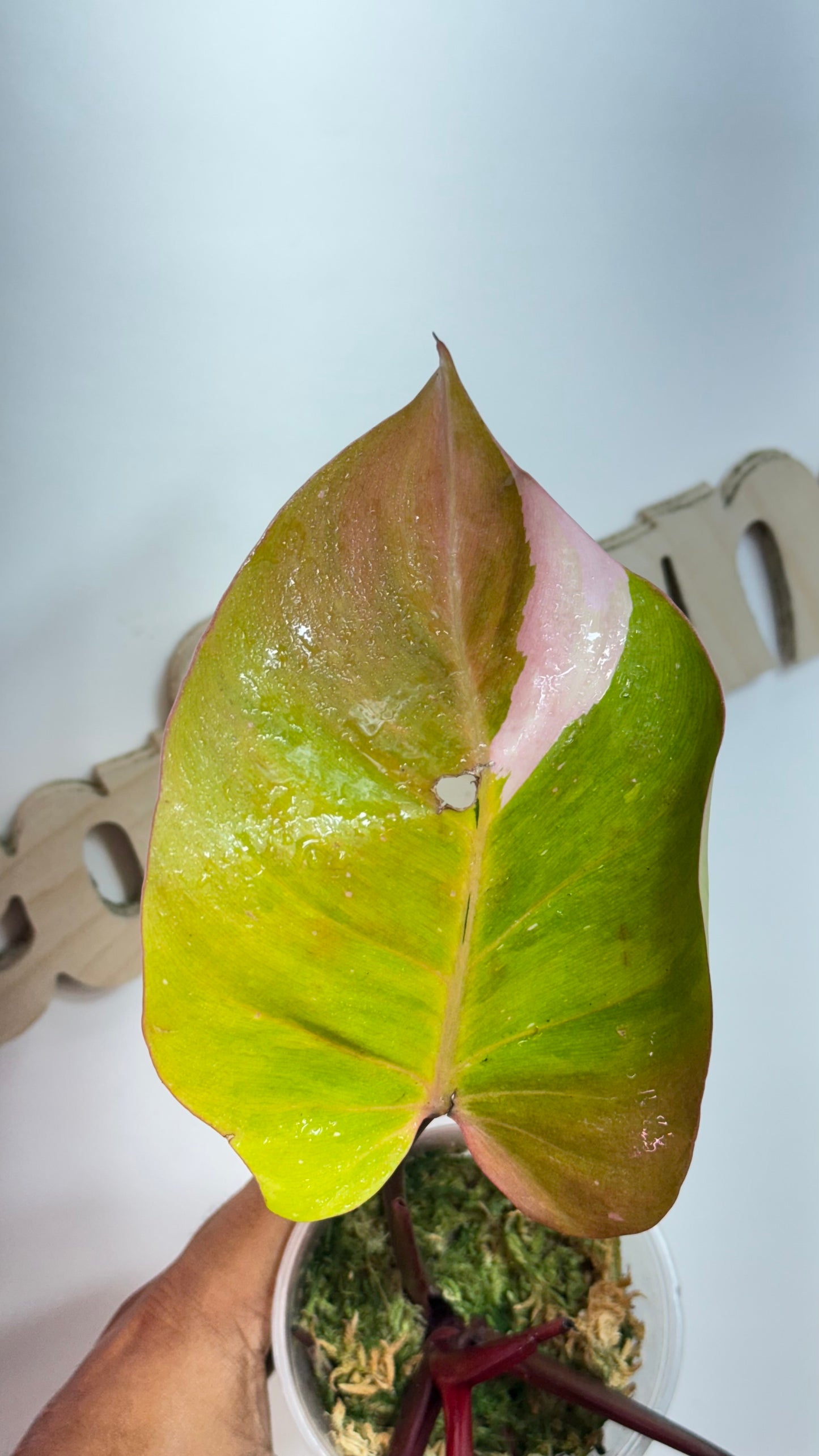 Philodendron 'Persimmon Princess' Variegated