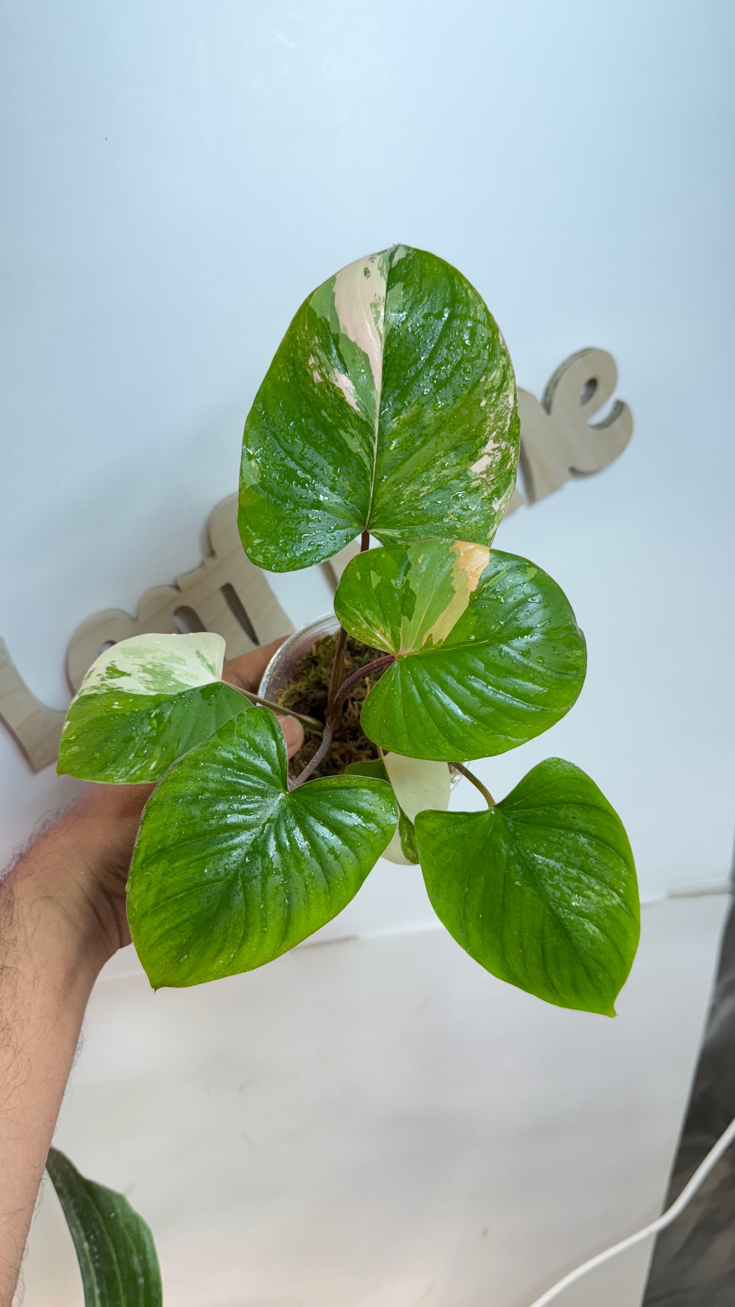 Homalomena Rubescens Variegated Pink