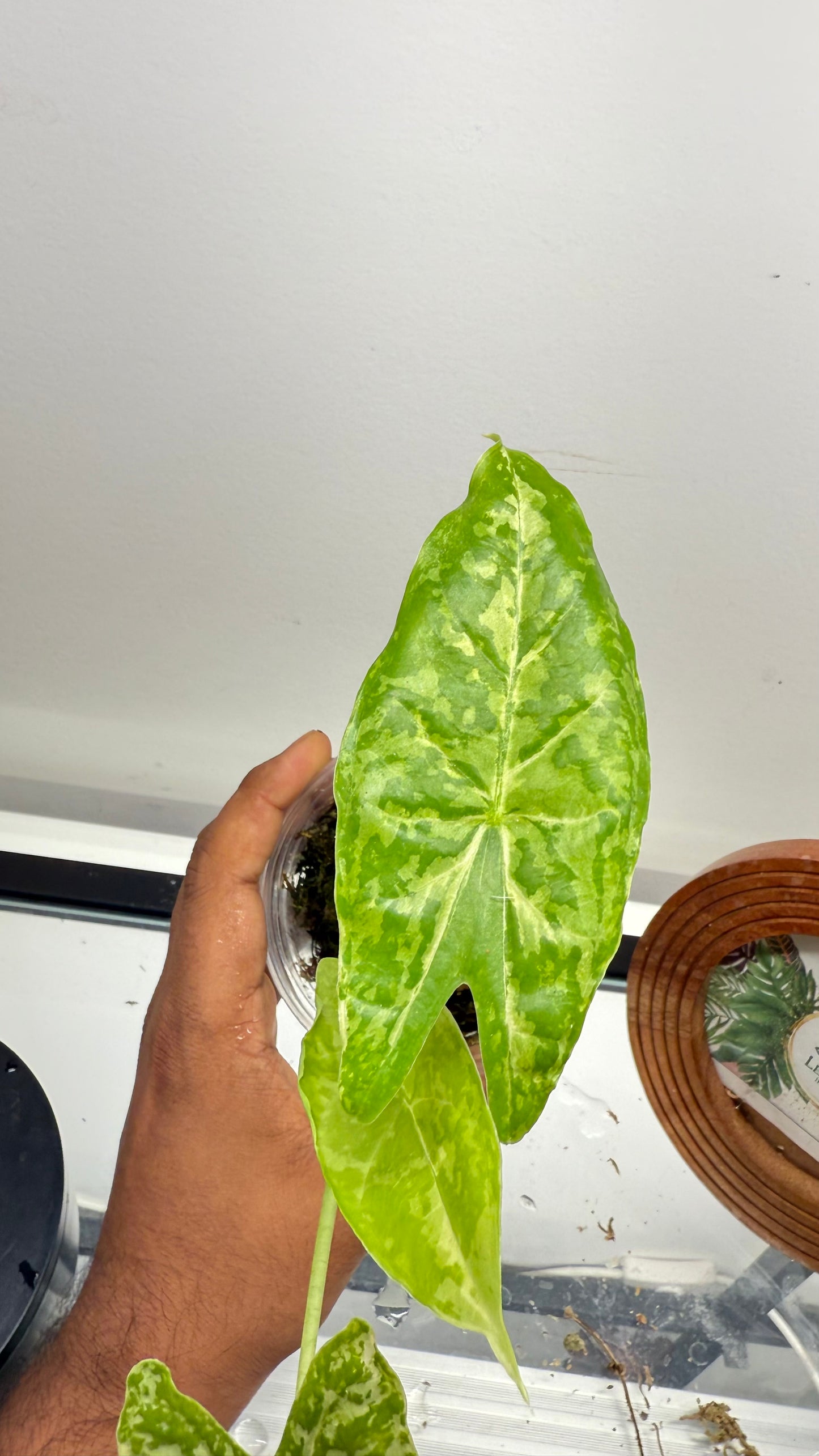 Alocasia Accuminata Albo Variegated( Fornicata*Longiloba)