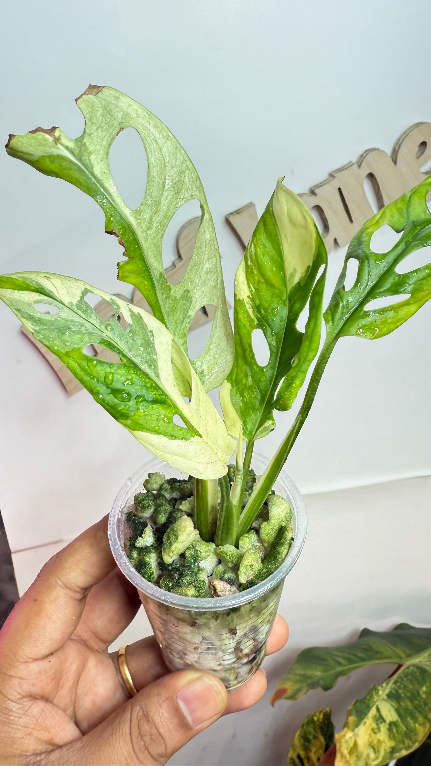 Monstera Adansonii Albo Variegated