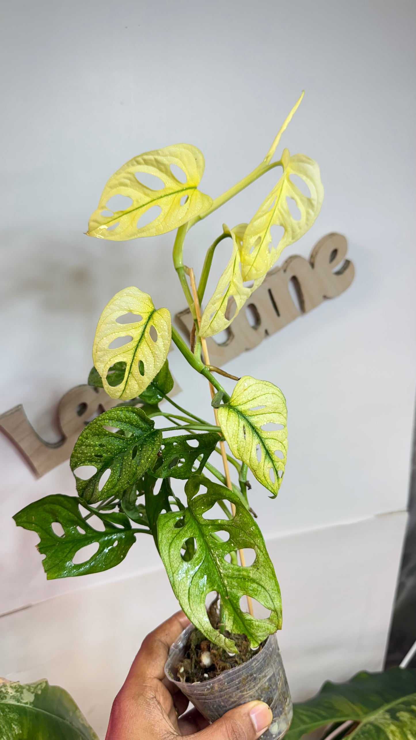 Monstera Adansonii Accuminata Mint Variegated