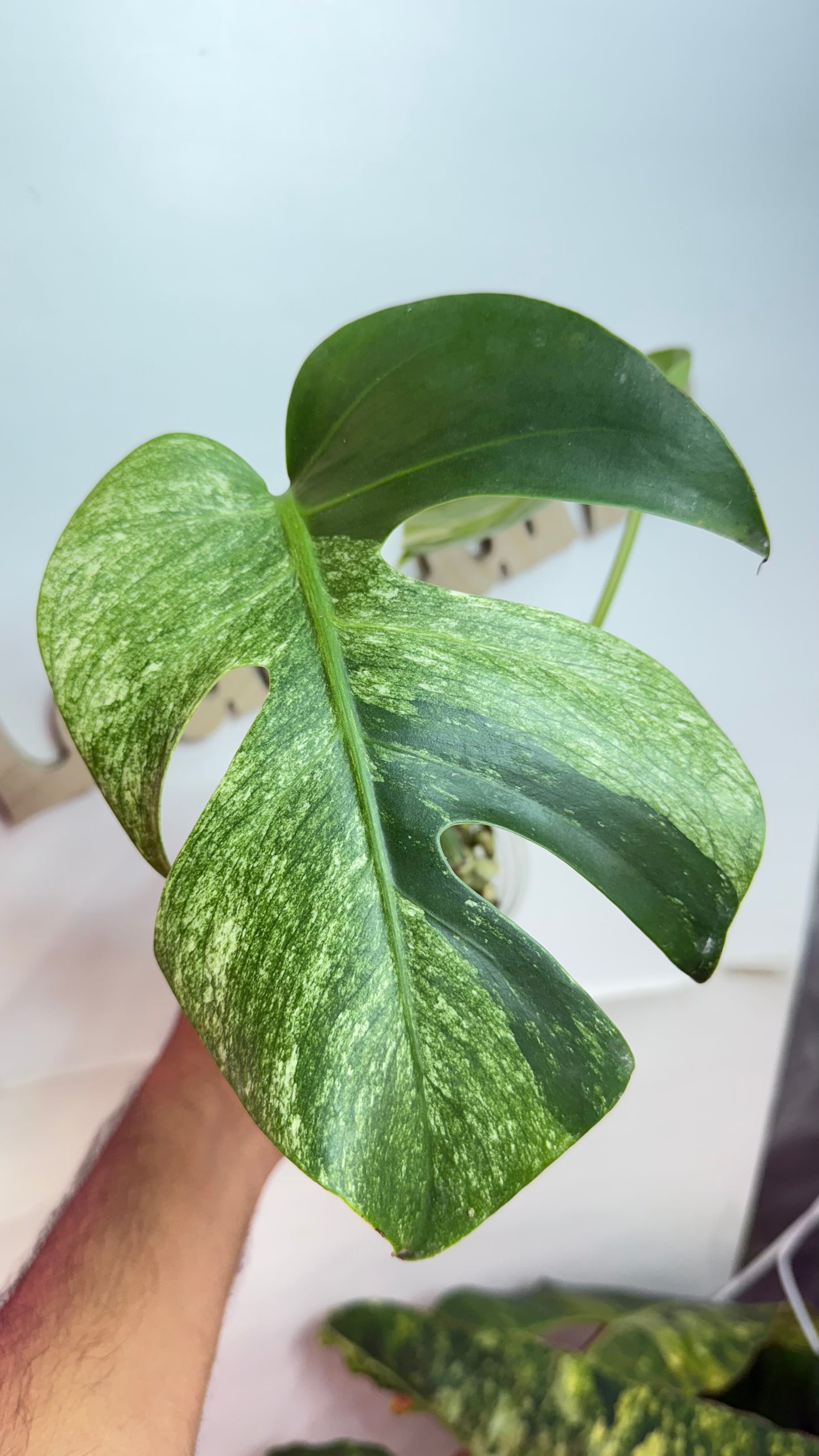Monstera Jungle Mint Large Form Variegated 🌿Growing from mid node cut 🌿