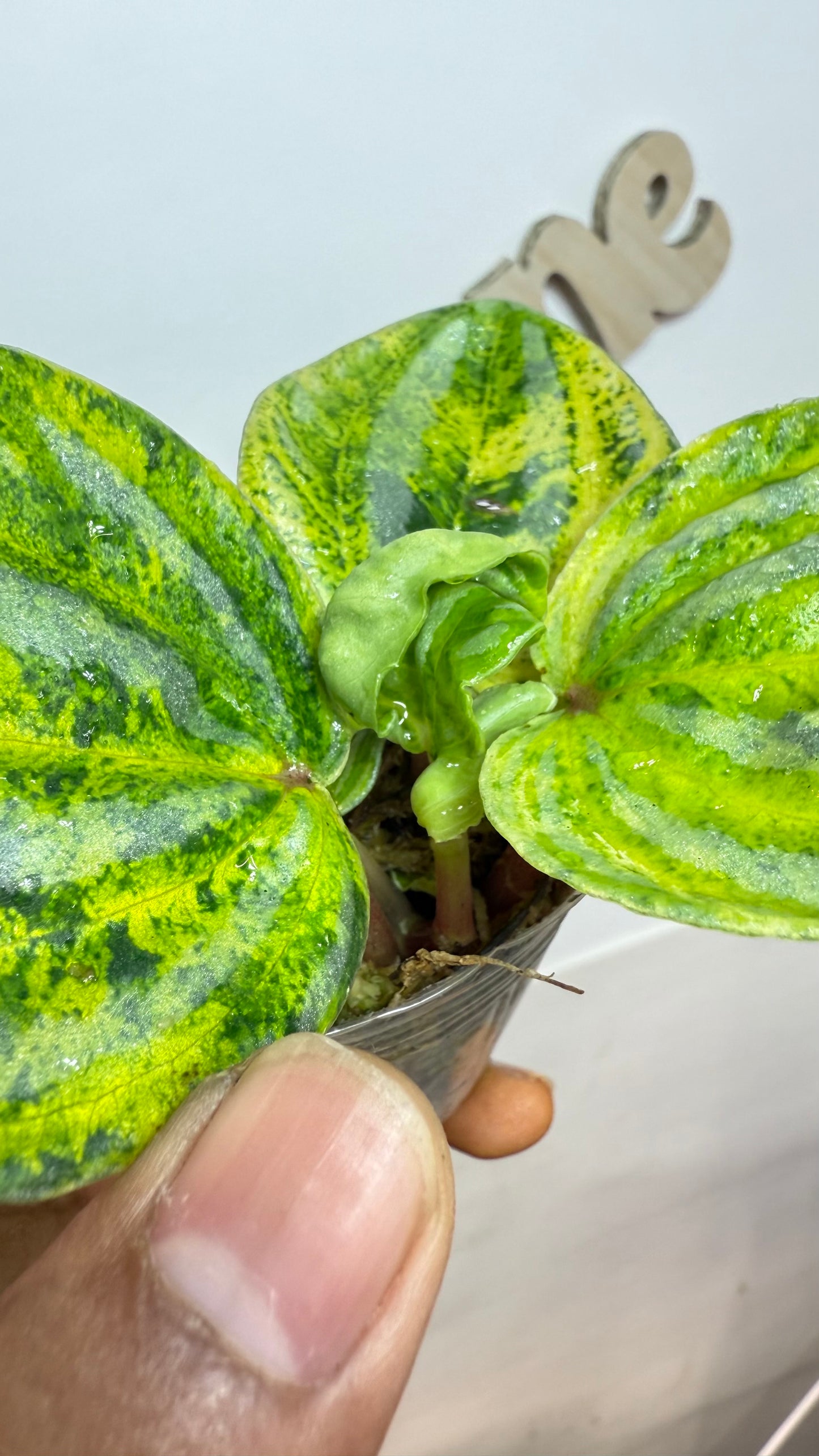 Peperomia Variegated Atomic Flame