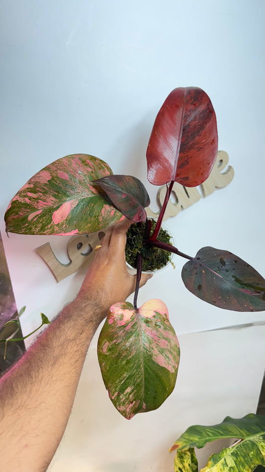 Philodendron Orange Princess Galaxy Variegated