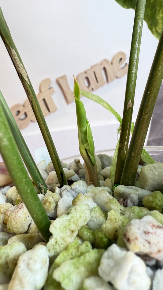Anthurium Pterodactyl Variegated