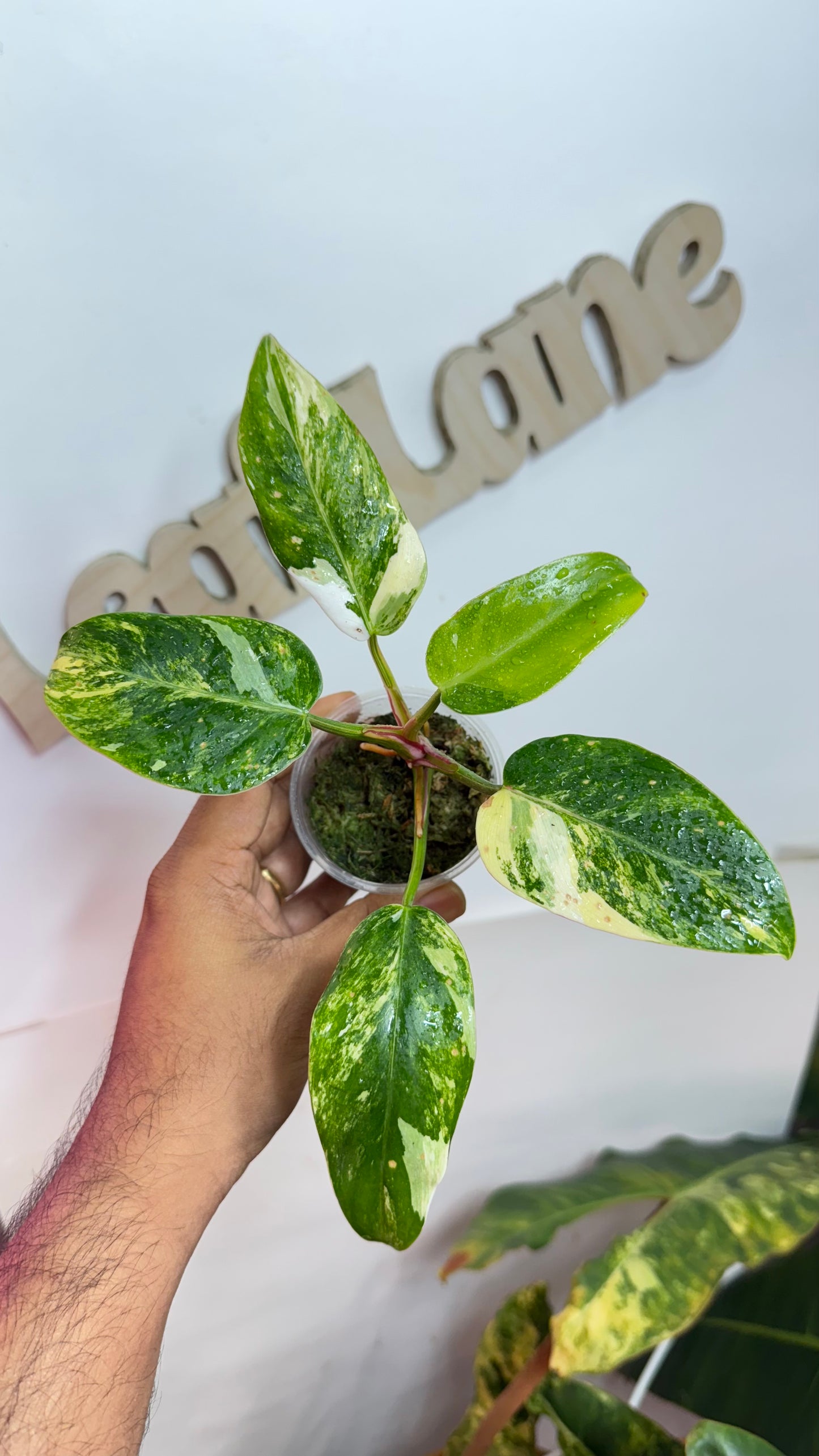 Philodendron Erubescens "White Princess Aurea'