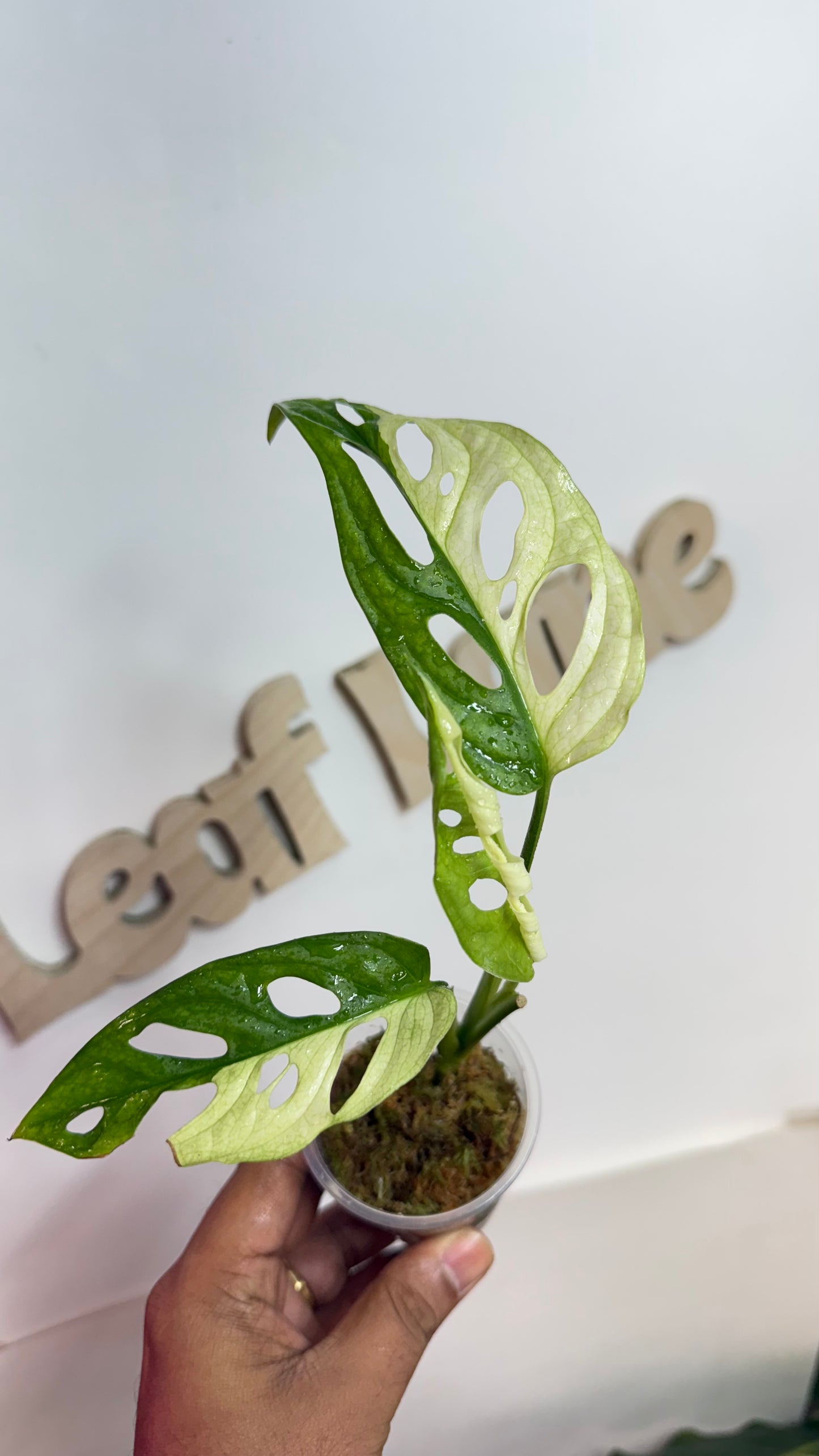 Monstera Adansonii Albo Variegated