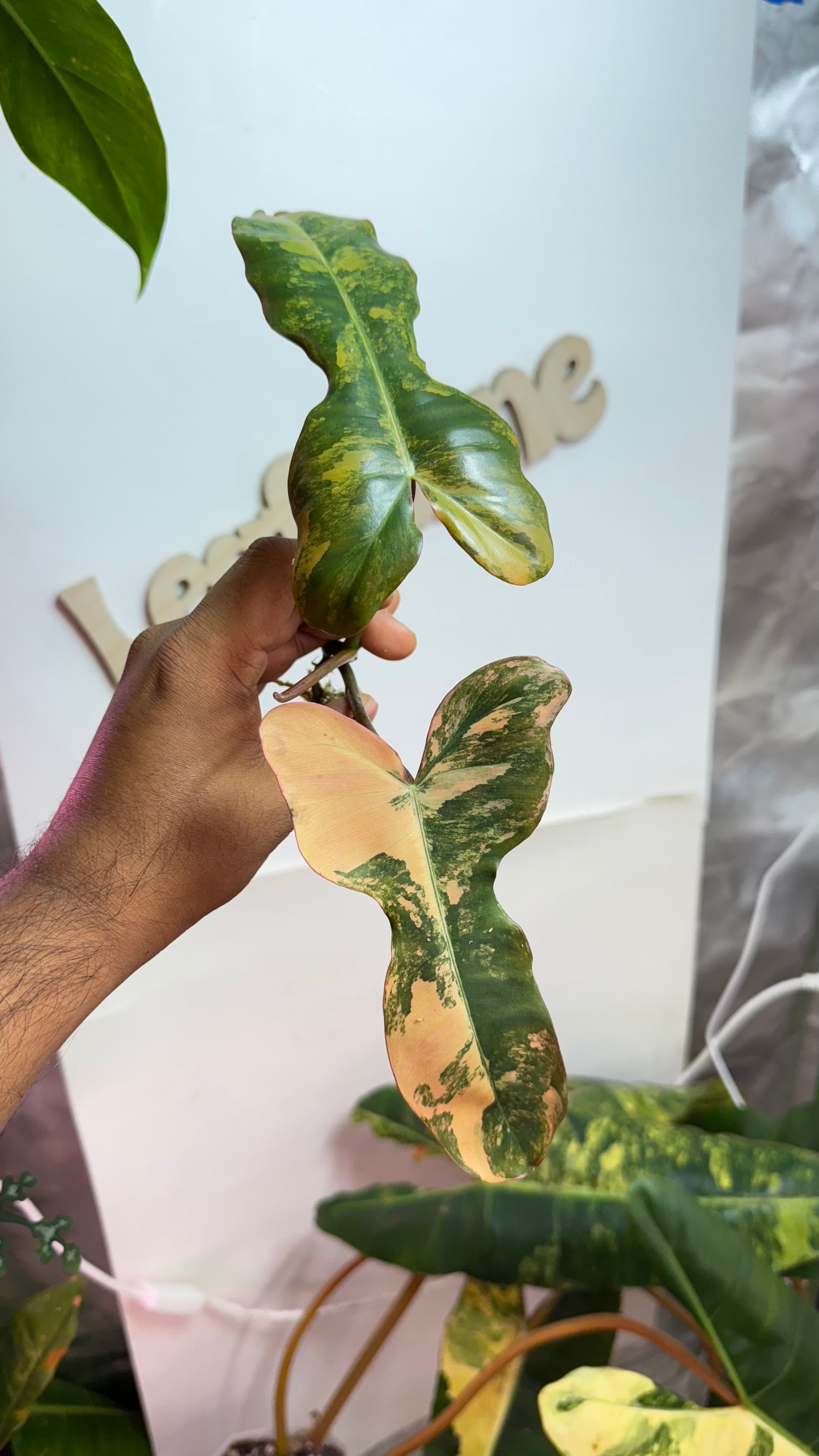 Philodendron Brown Beauty Variegated