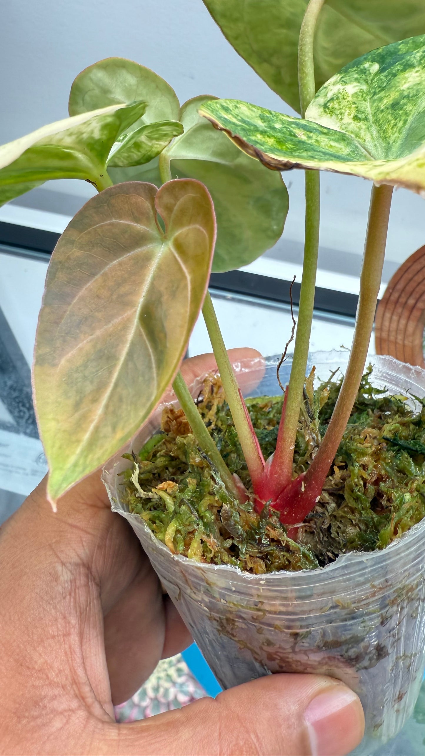 Anthurium Papillilaminum var x crystallinum