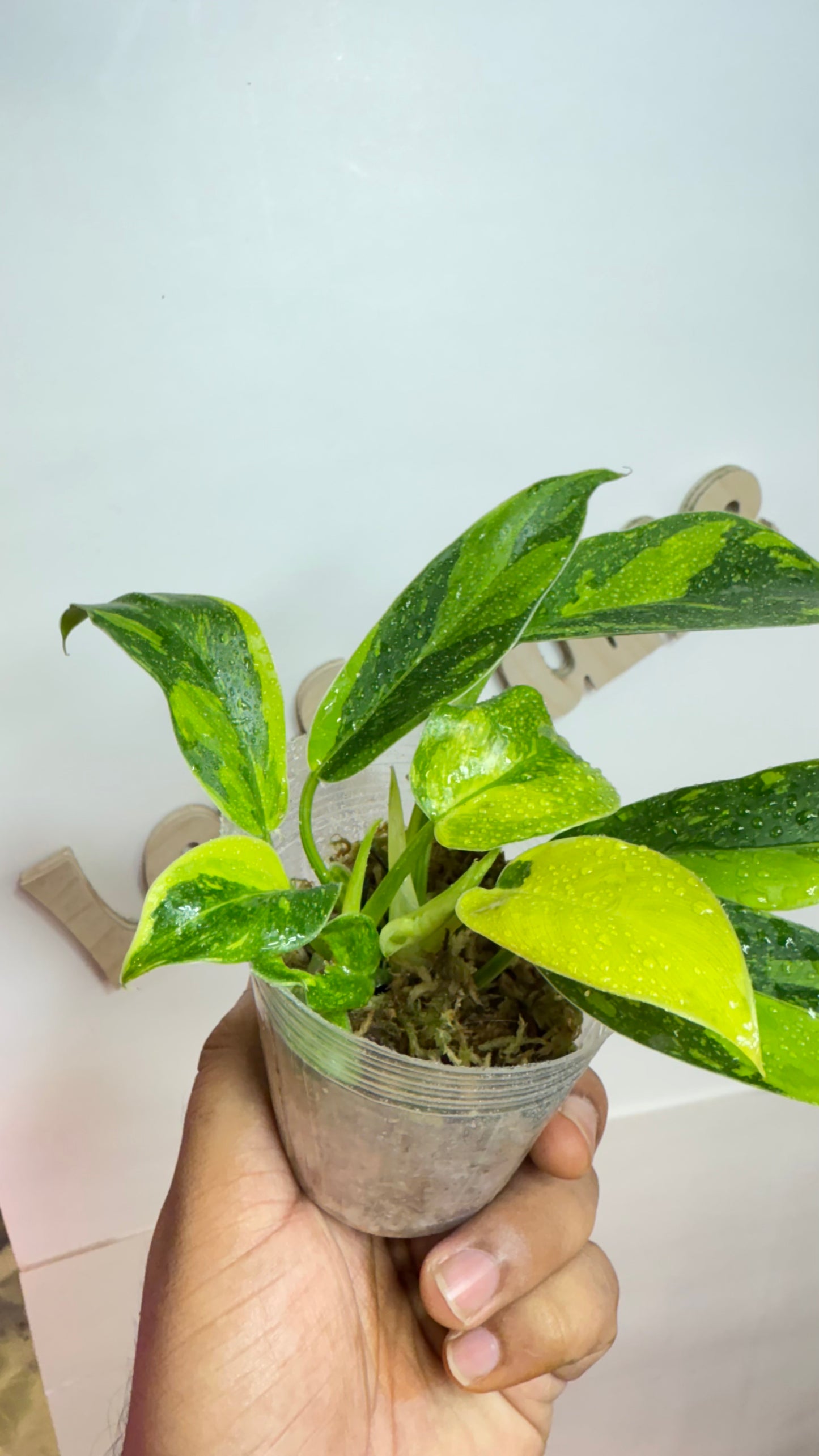 Philodendron 'Green Congo Nuclear' variegated
🌿Grower's choice🌿