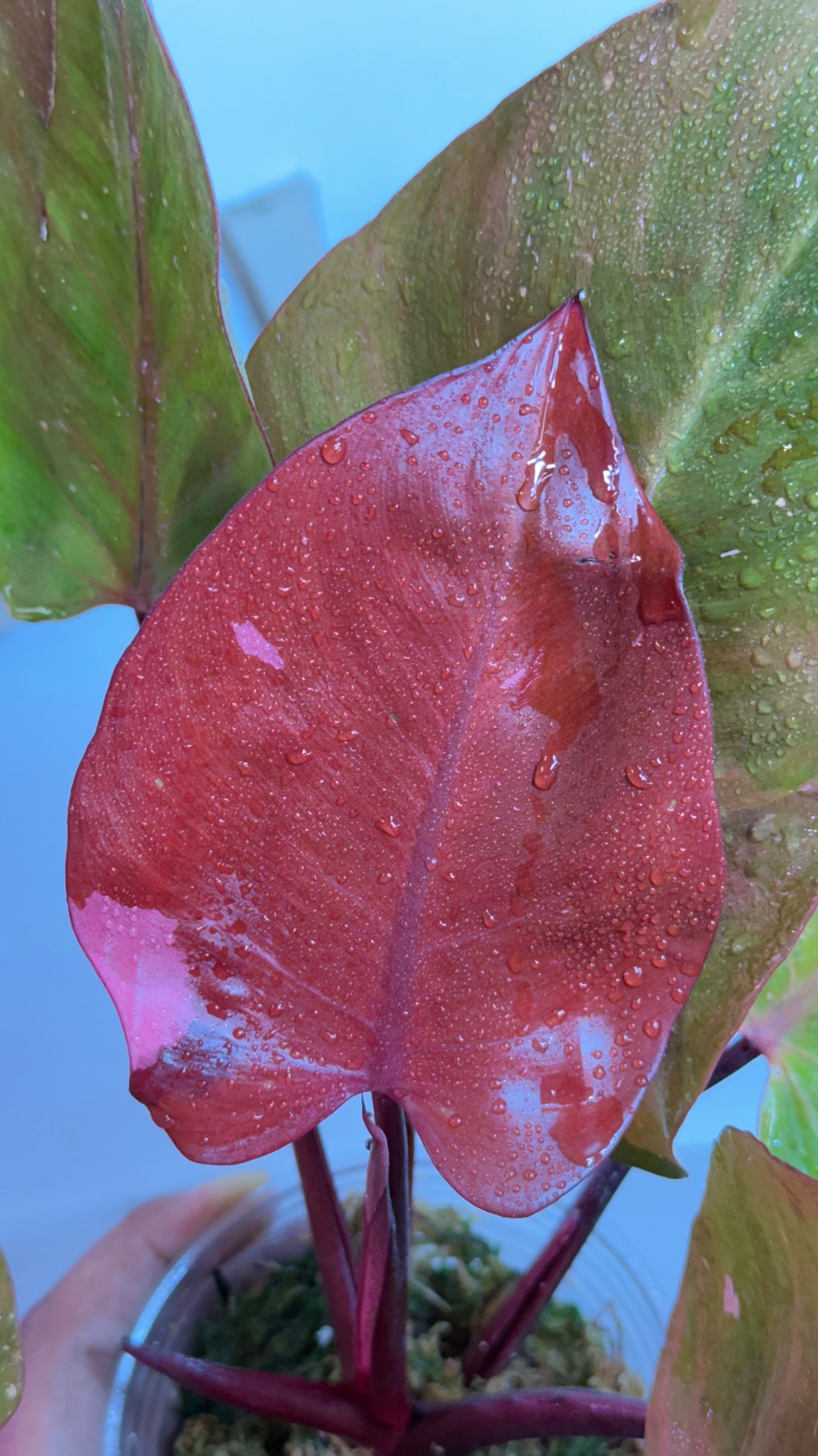 Philodendron 'Persimmon Princess' Variegated
