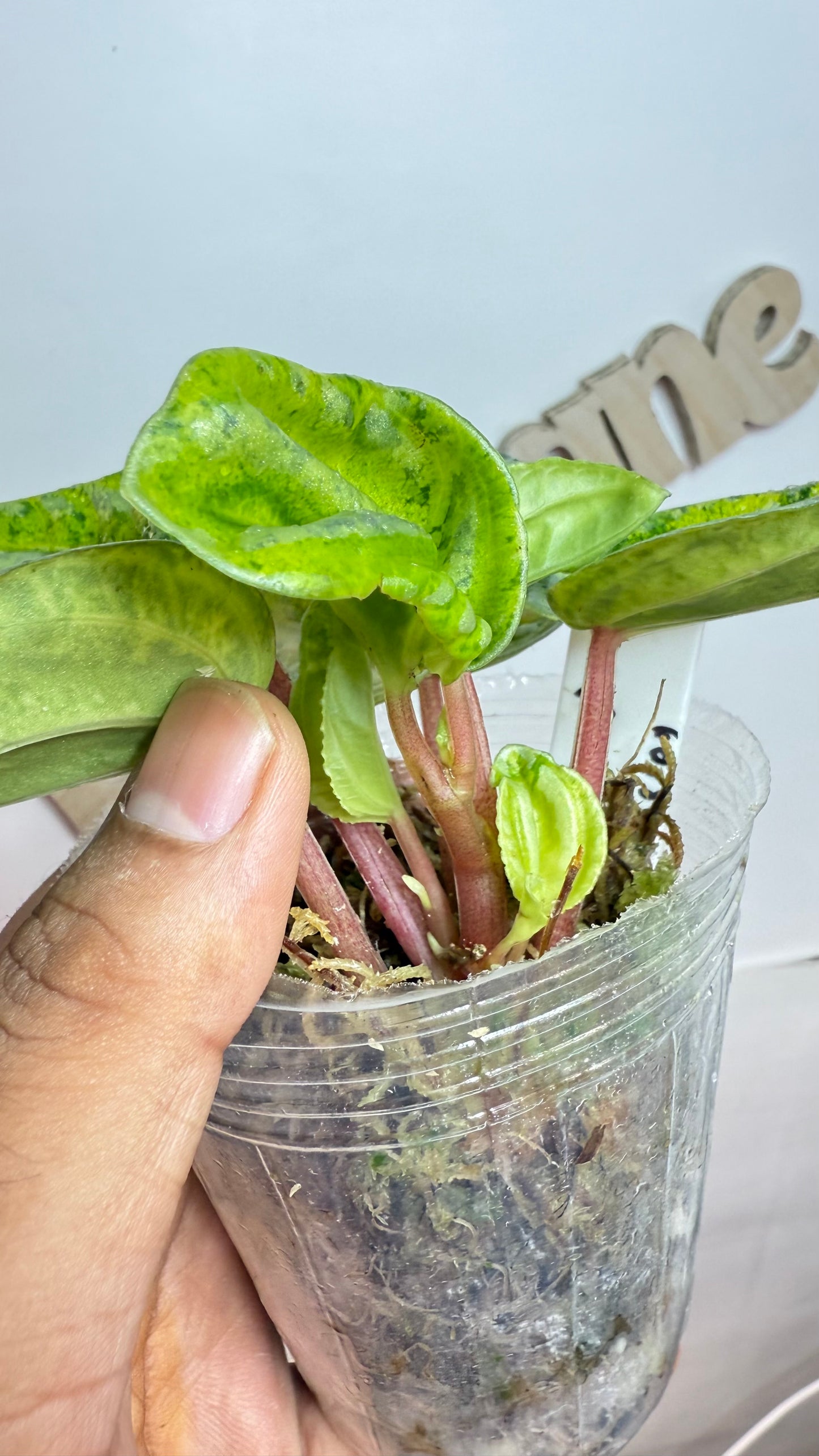 Peperomia Variegated Atomic Flame