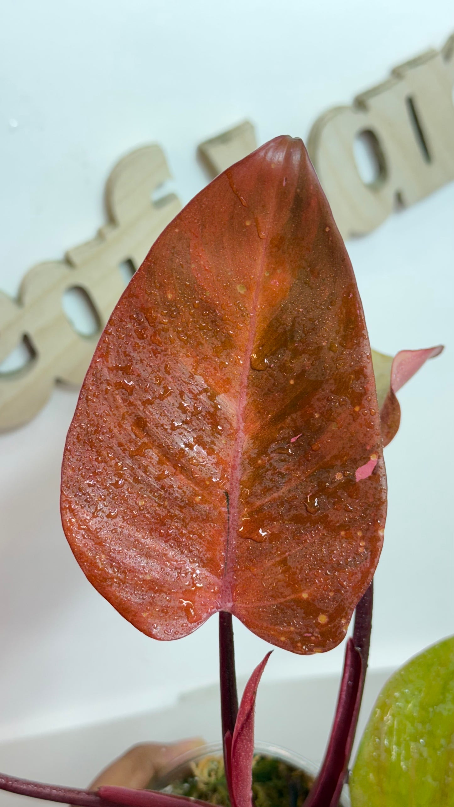 Philodendron 'Persimmon Princess' Variegated
