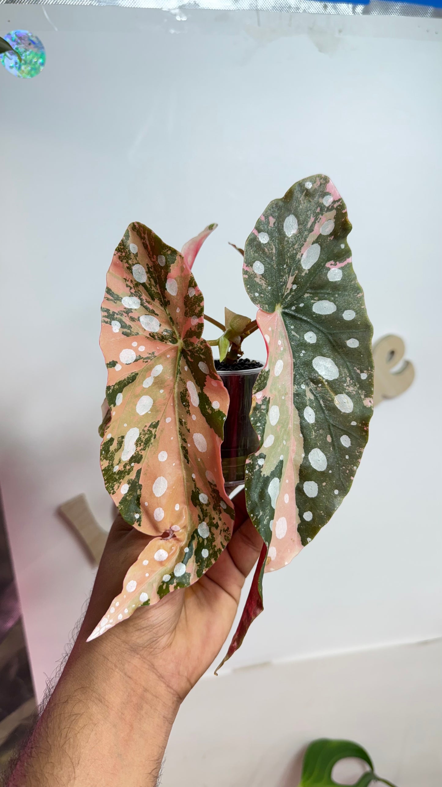 Begonia Maculata Pink Variegated