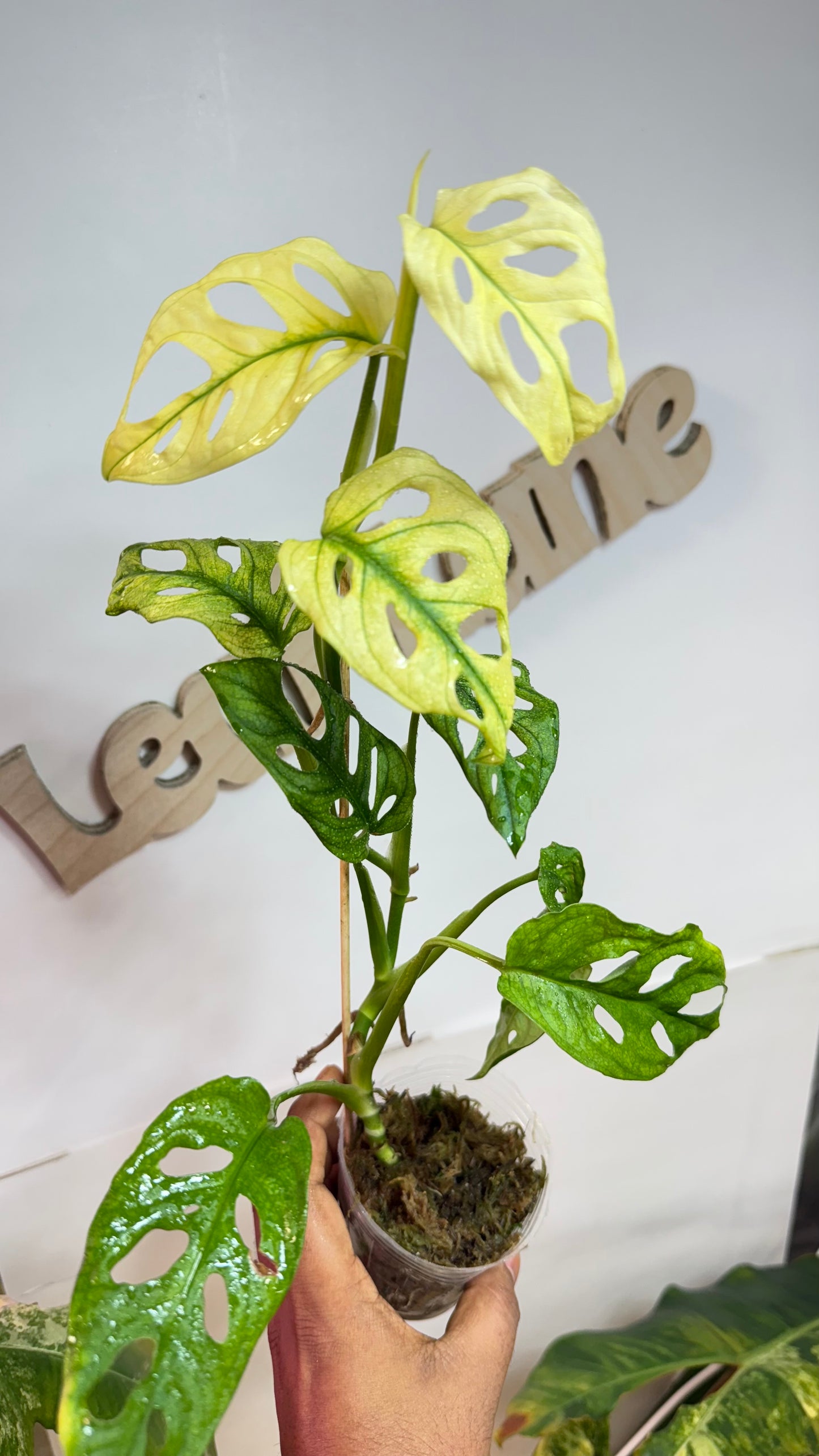 Monstera Adansonii Accuminata Mint Variegated