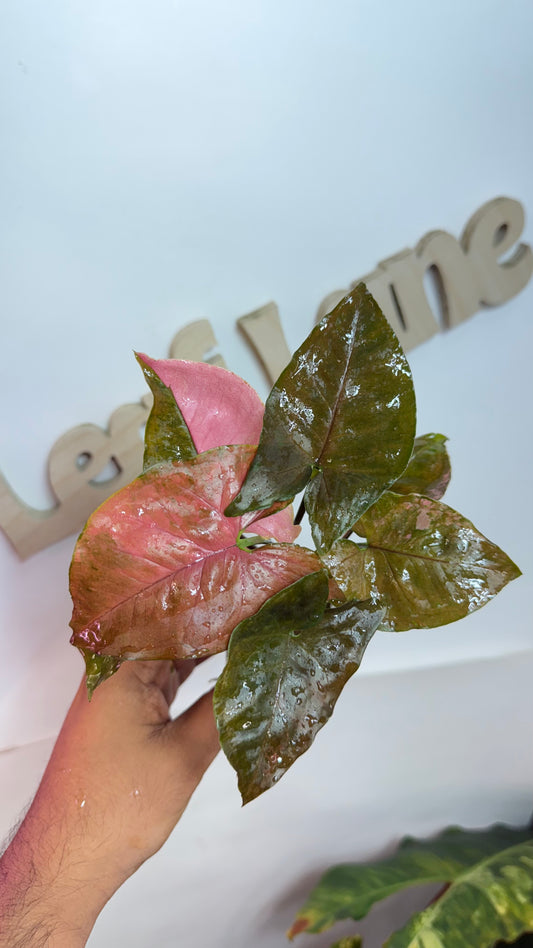 Syngonium 'Maria Allusion' Variegated