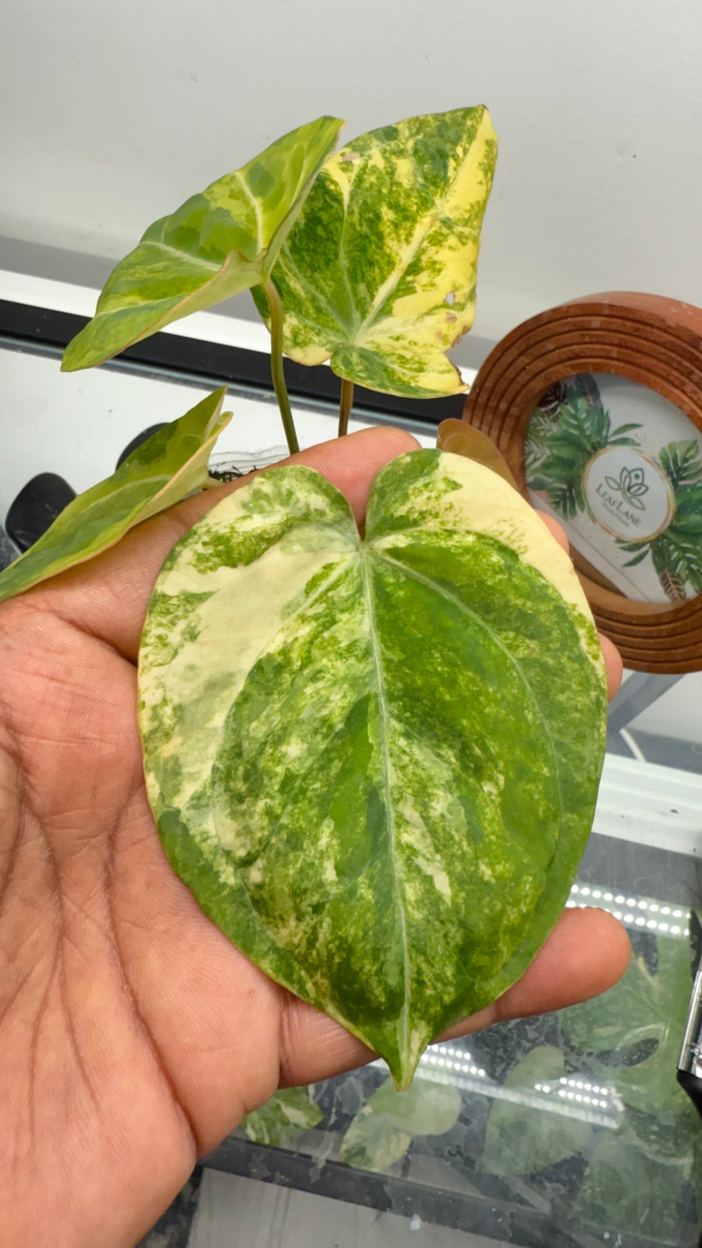 Anthurium Papillilaminum var x crystallinum
